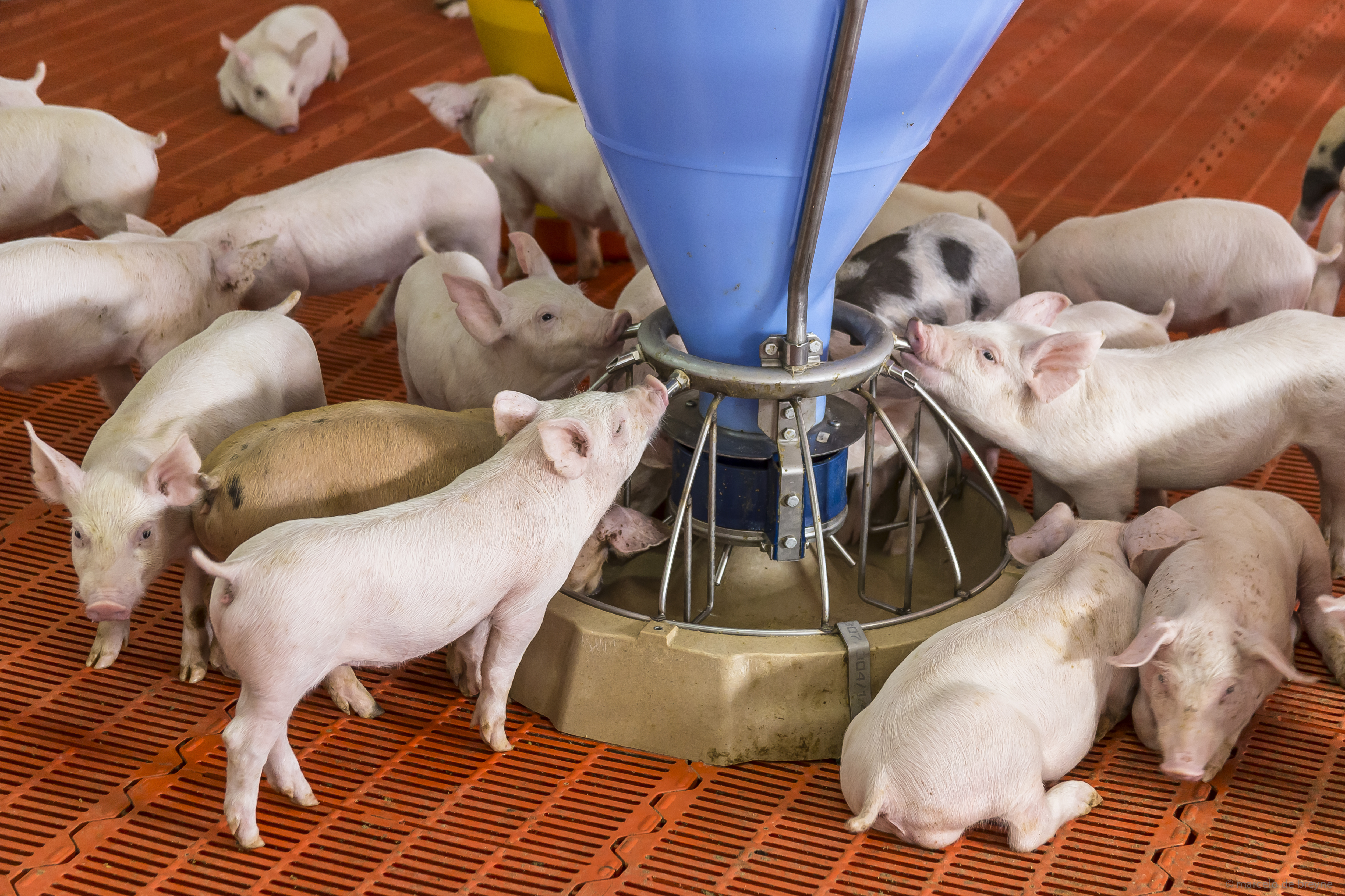 piglets drinking from a group drinking station