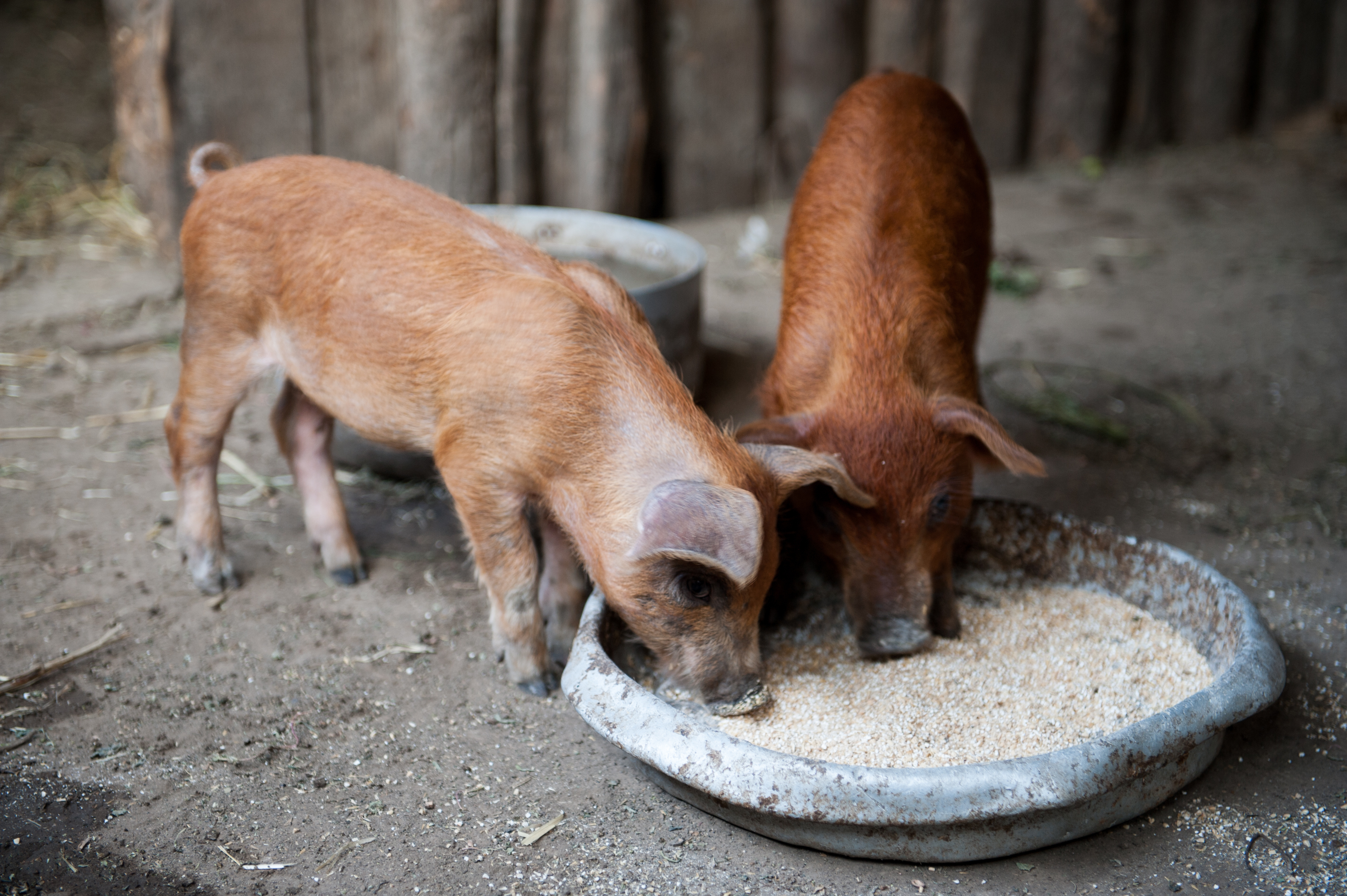 duroc piglets feeding from a bowl in a pen
