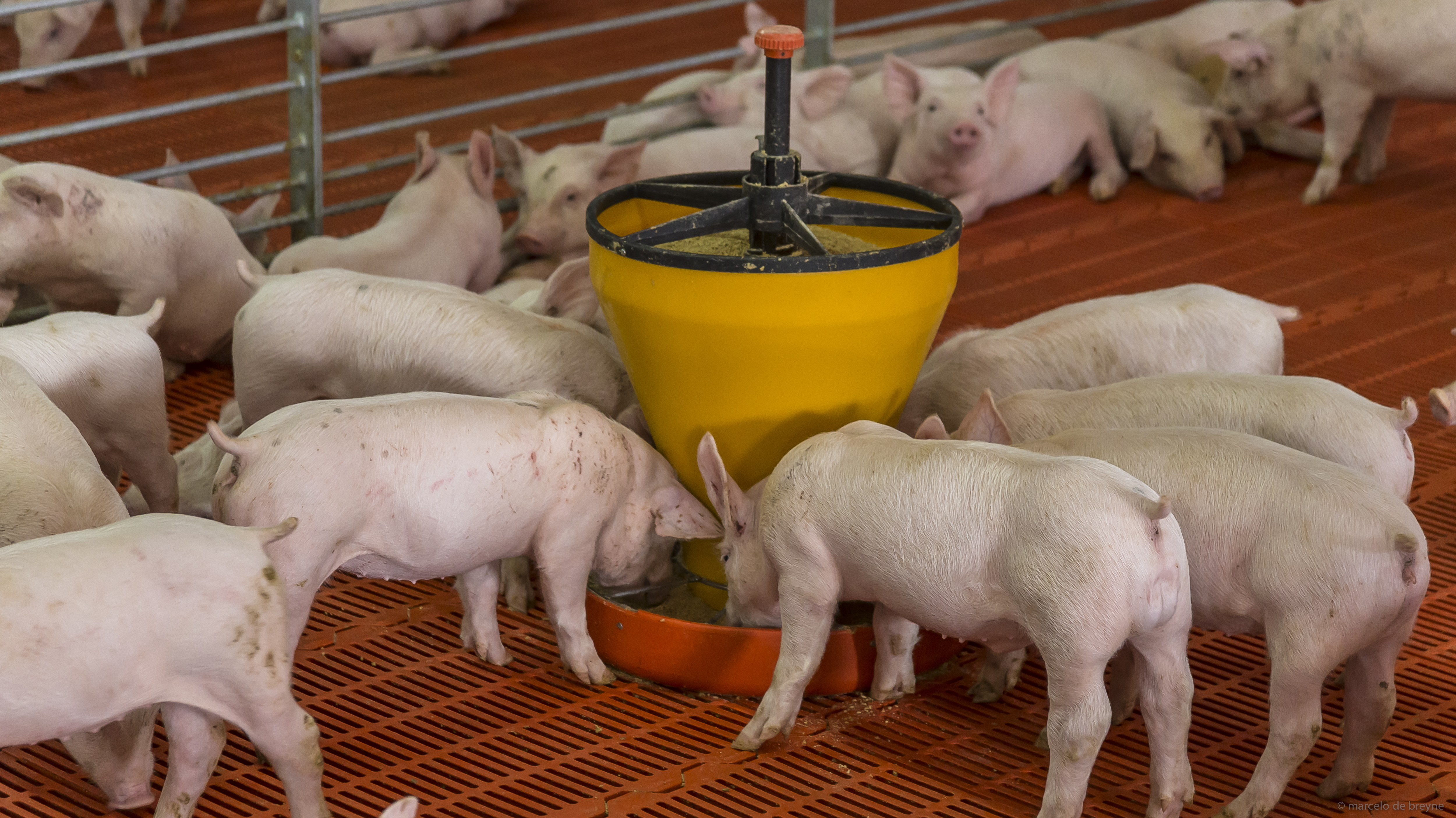 piglets feeding together in a pen