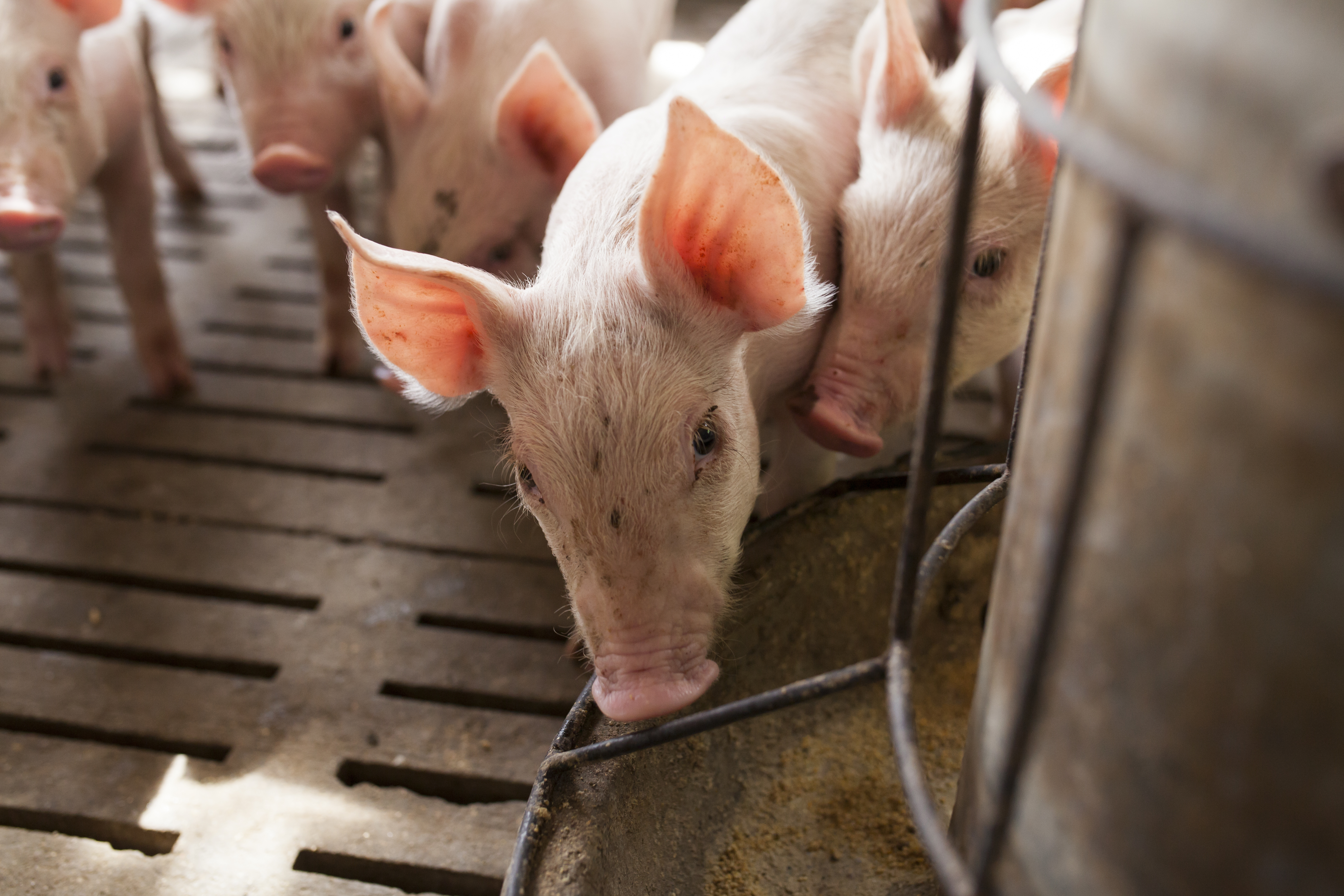 piglets feeding from a trough