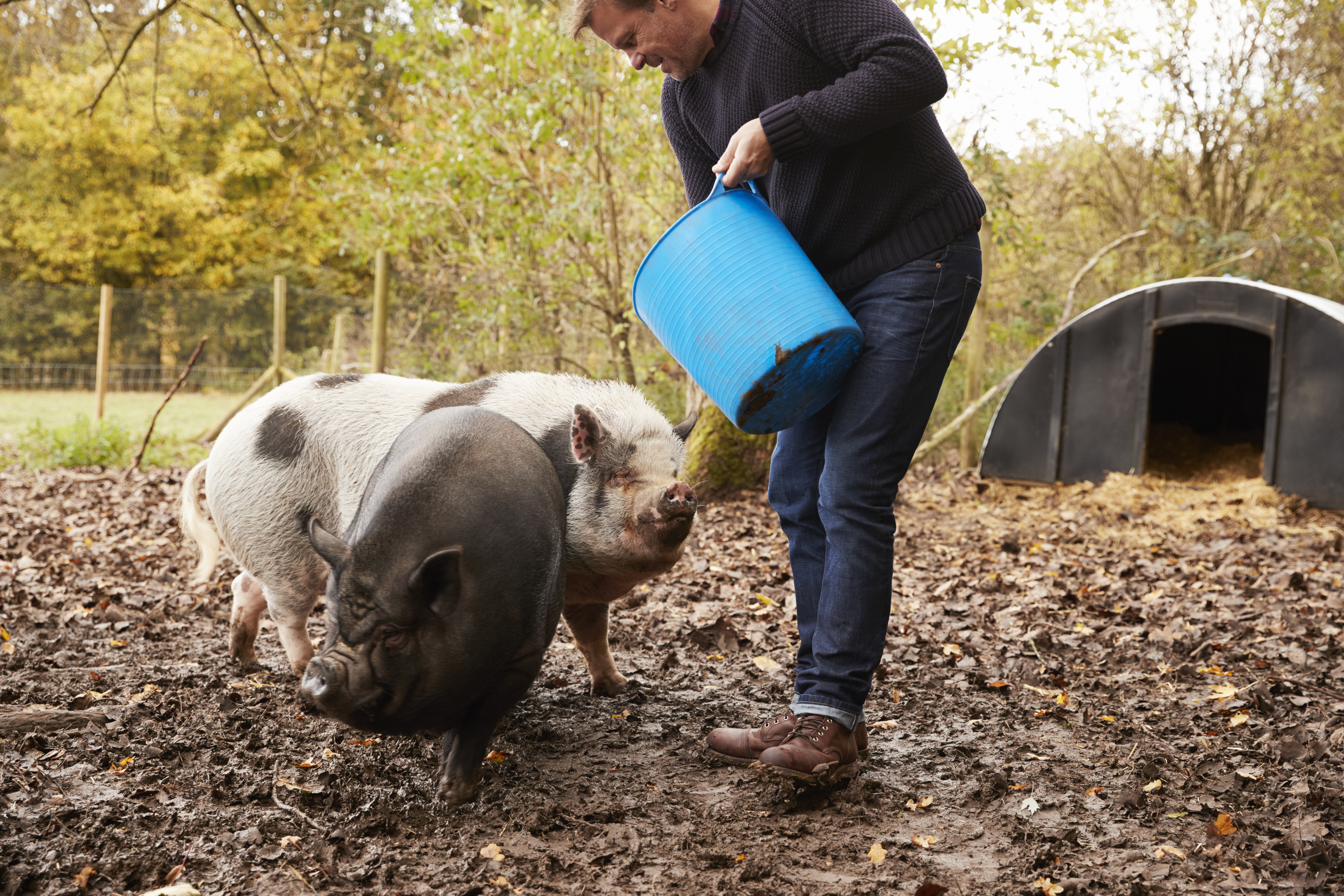 man feeds pigs in an outdoor, small-scale pig pen