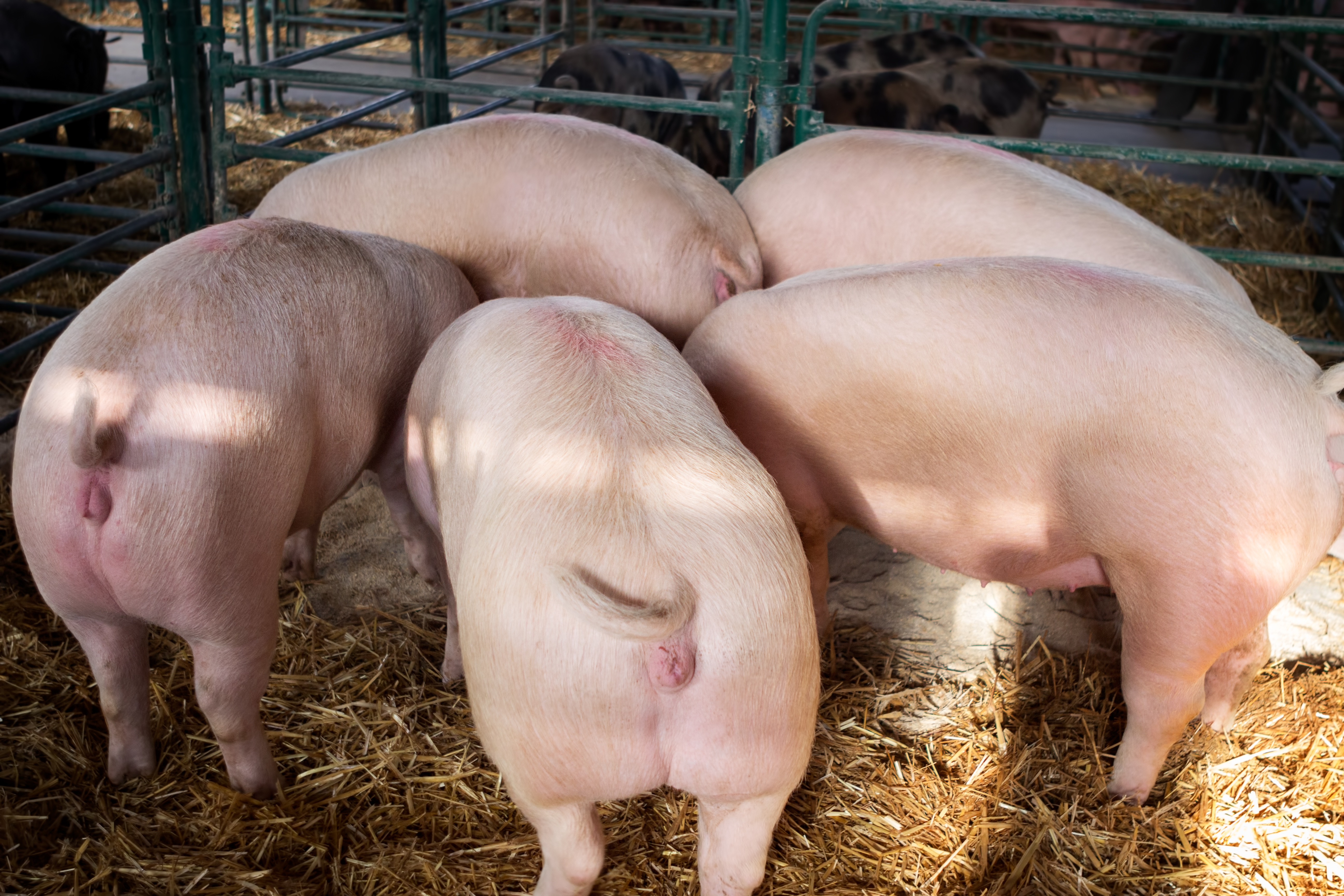 Aggression in floor-feeding systems peaks immediately following the delivery of food and continues until most of the food is consumed