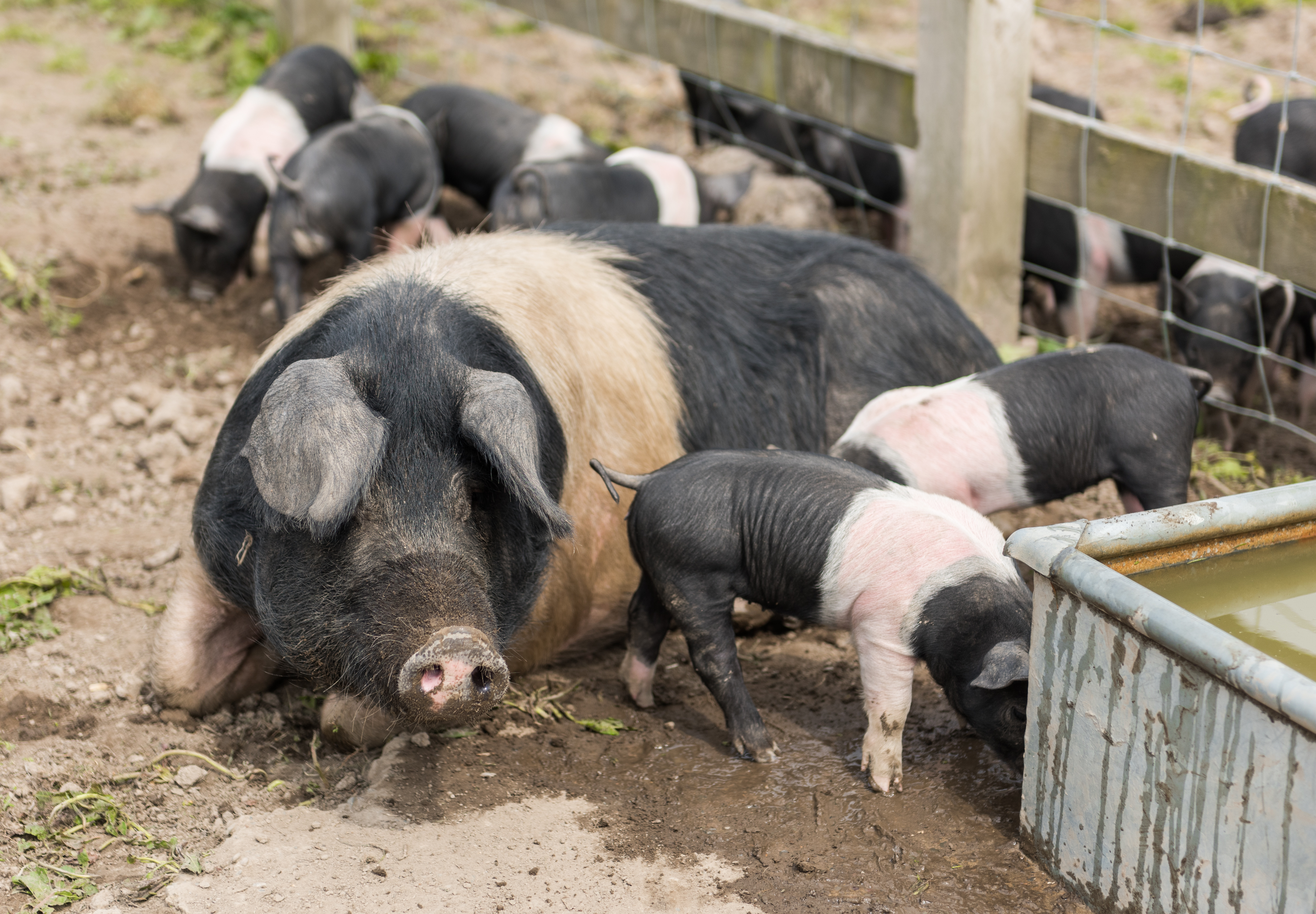 sow and piglets around a water trough outdoors