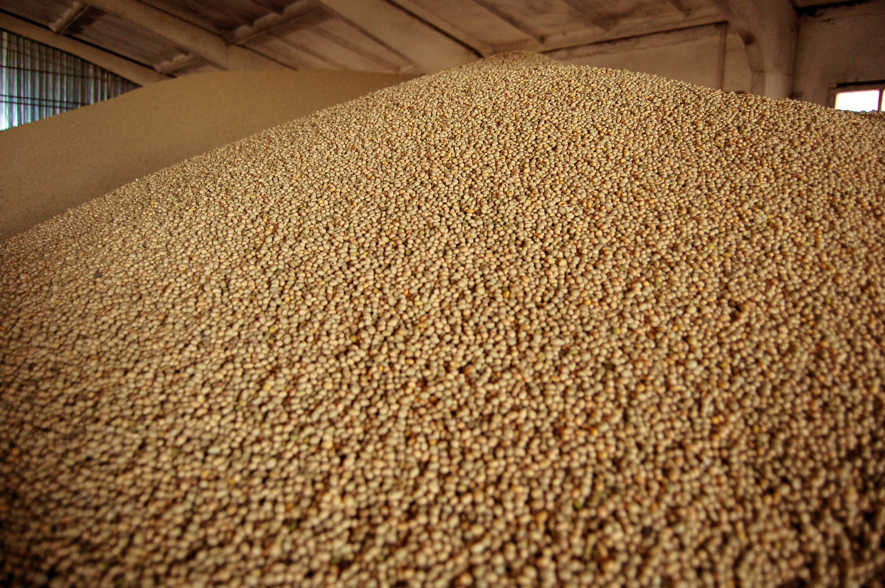 Pile of soybeans in a barn