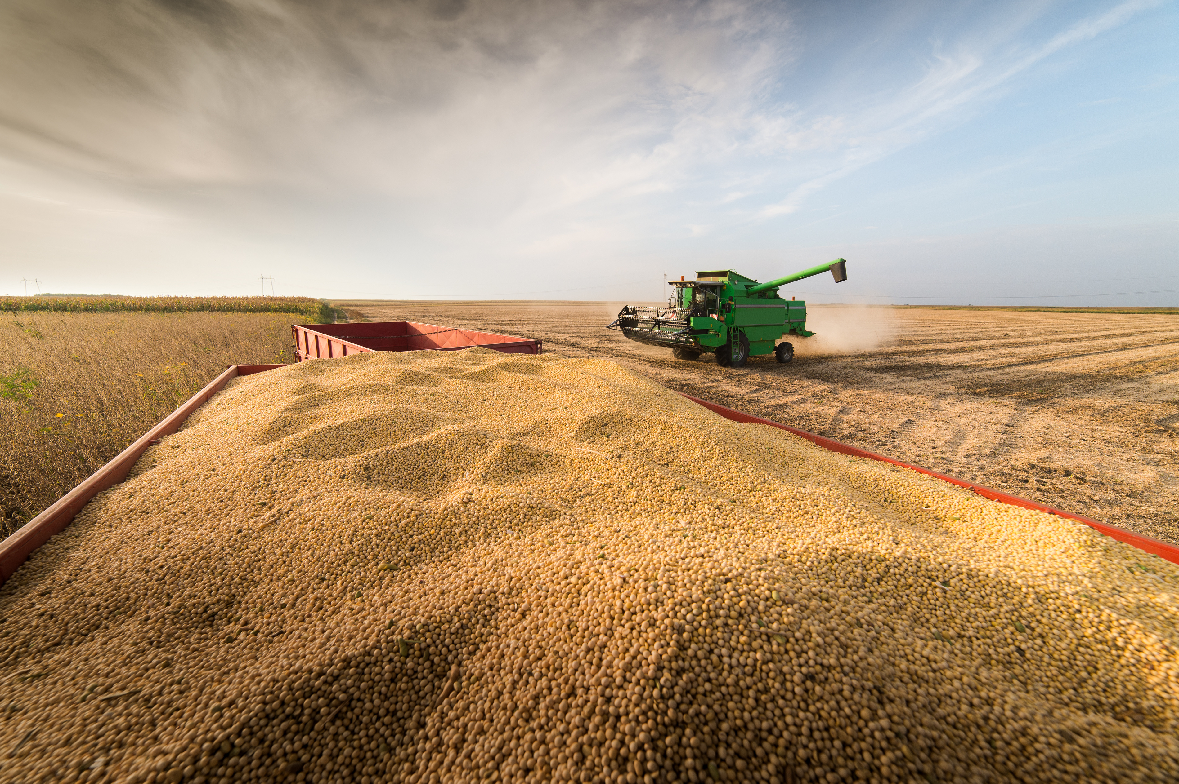 Green combine harvester in a field, collecting soybeans