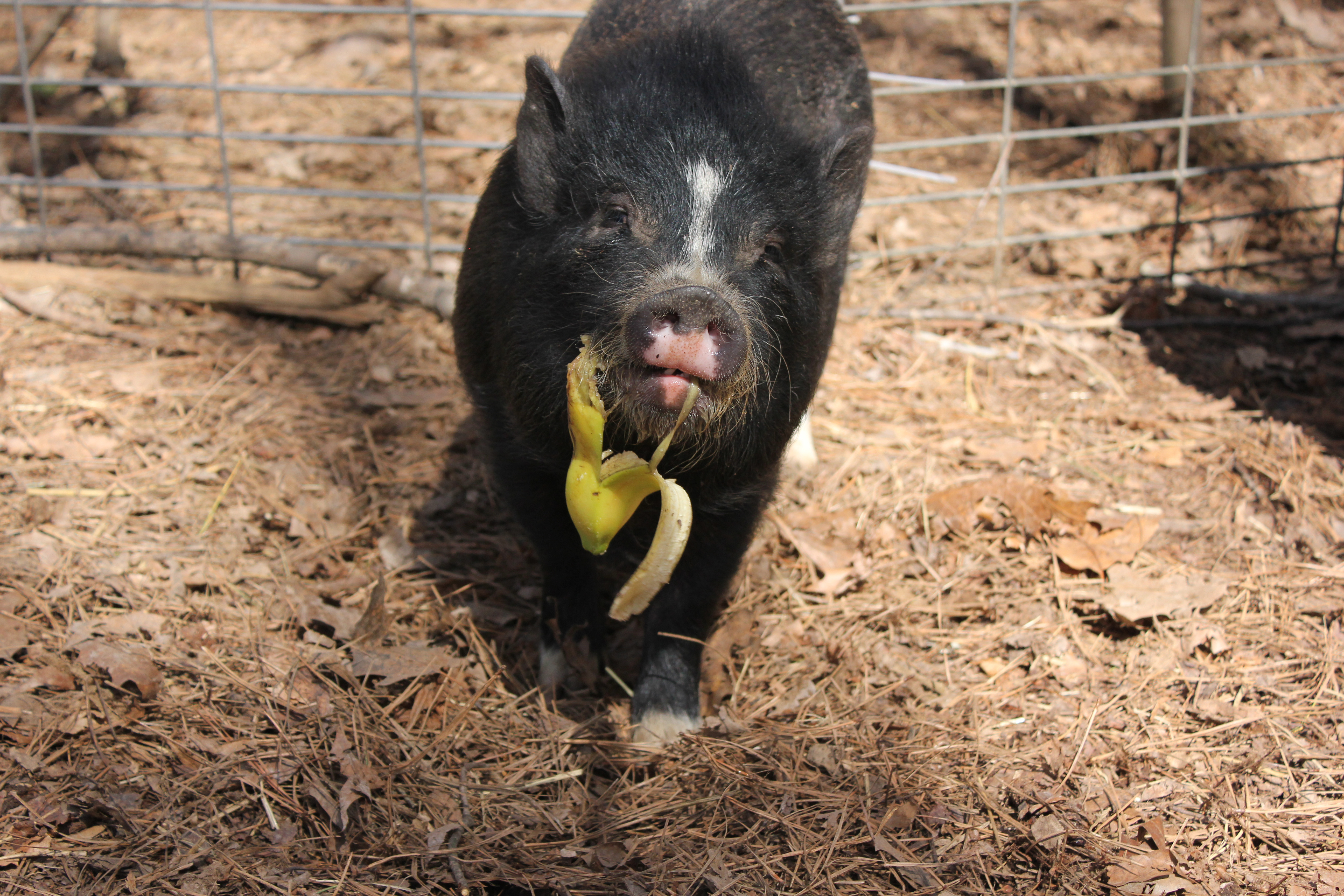 young pig eating a banana