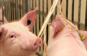 To collect an oral fluid sample, tie rope in an area that is easily accessible to all pigs in the pen