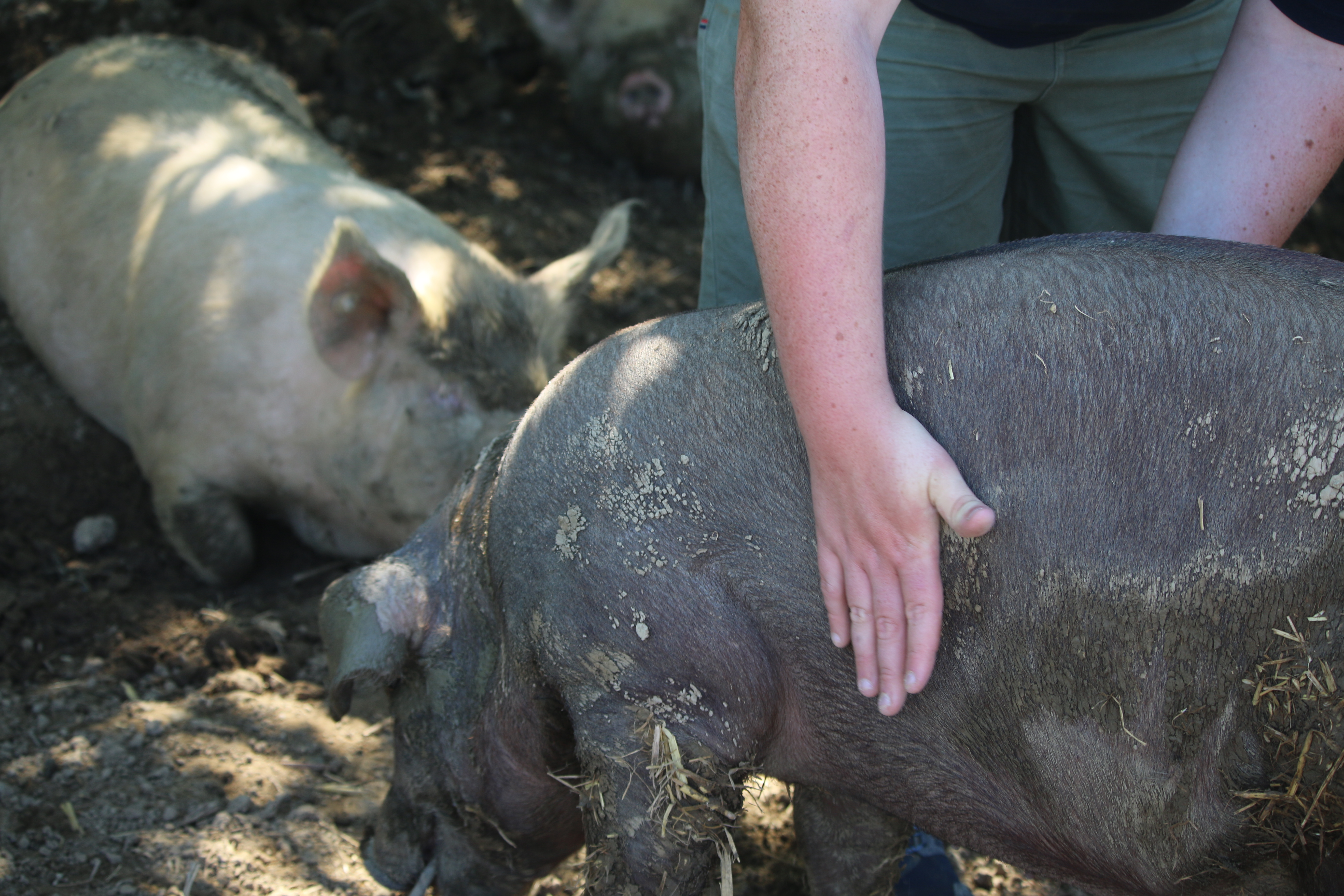 Body condition scoring requires a hands-on approach using a flat palm to feel the amount of fat covering the bones of the pig