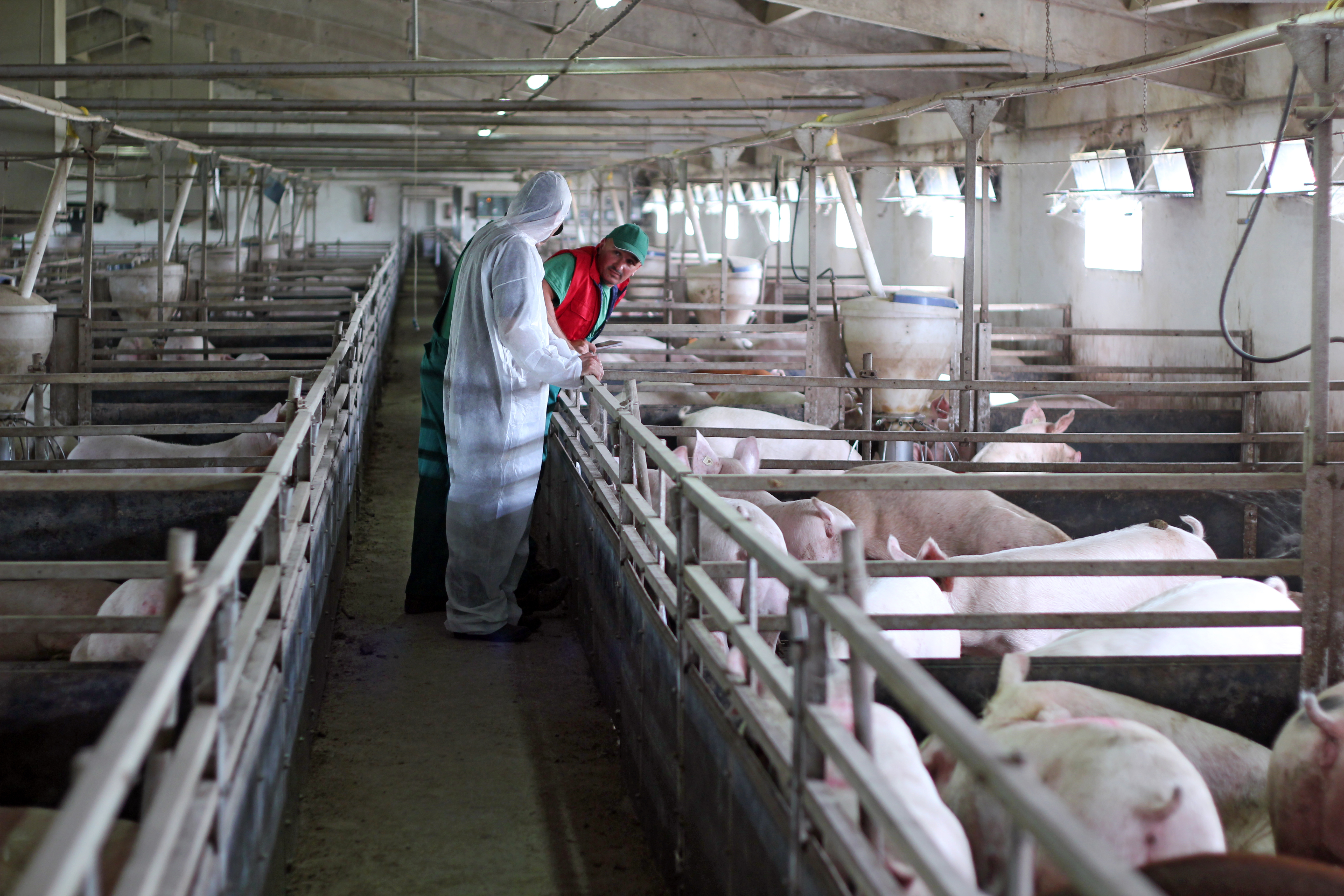 pig farmer and vet observe pigs in indoor pens and discuss disease health and welfare