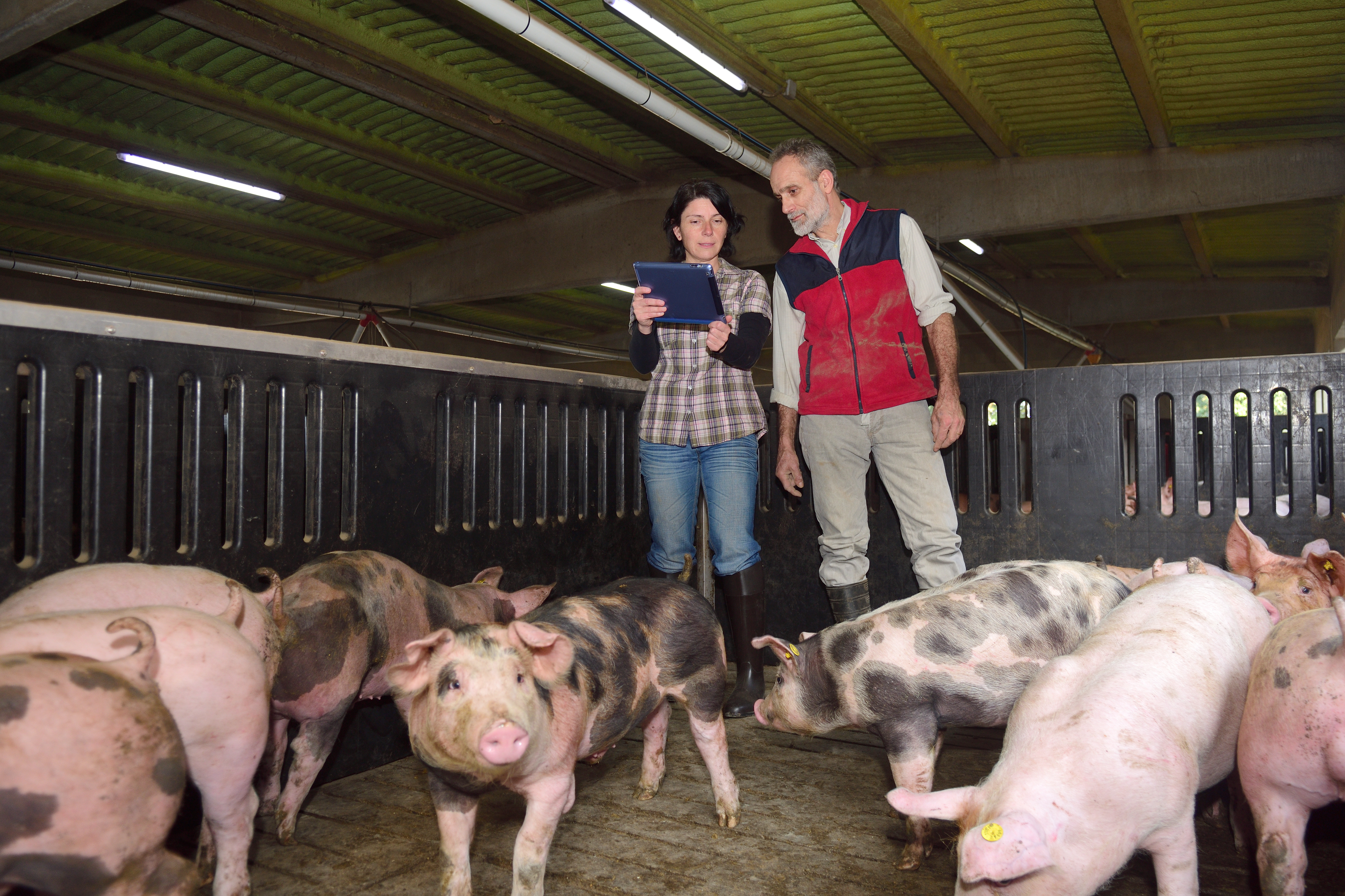 two farmers assess their pigs inside one of their pens