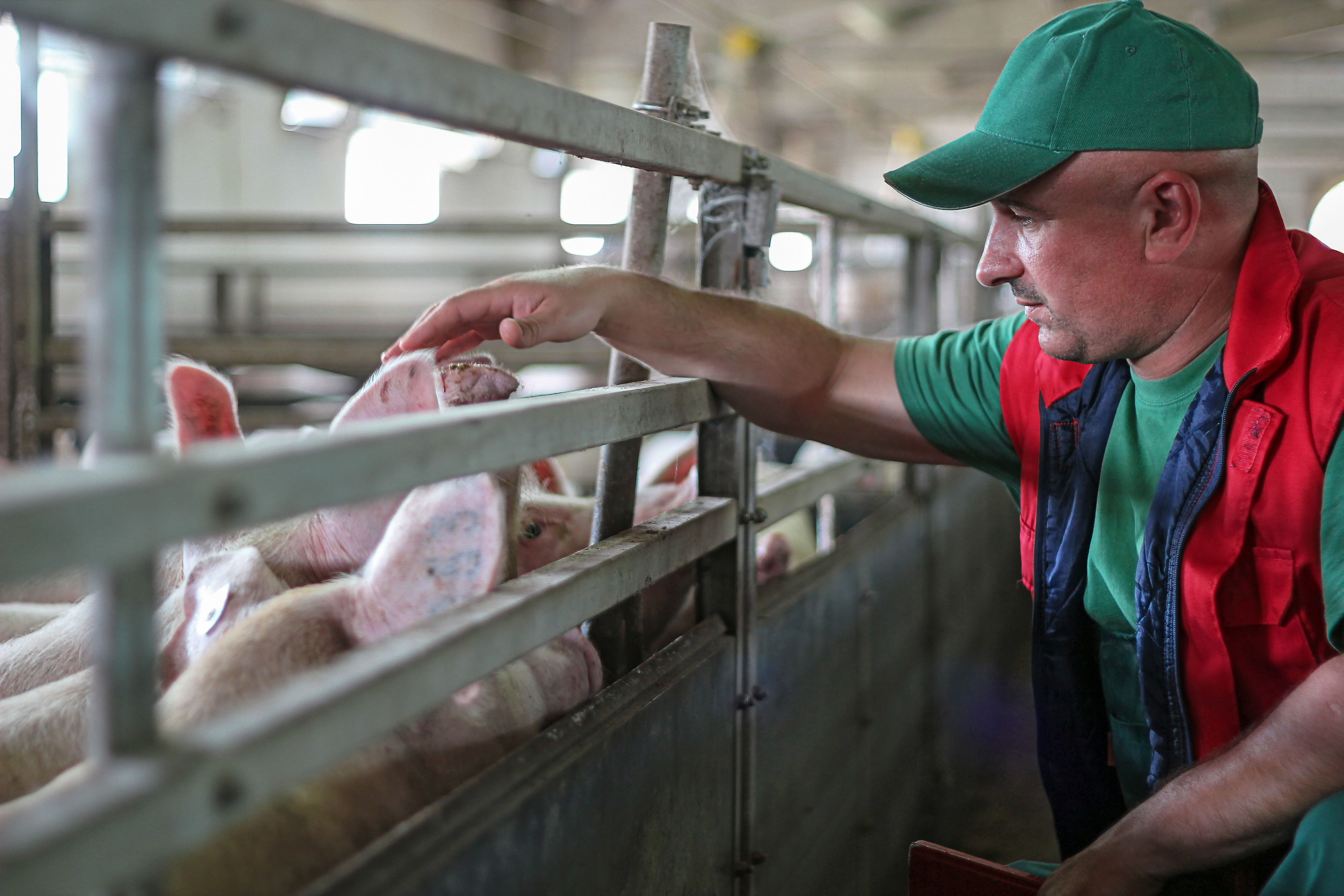 farmer pets a pig through the bars of the pen