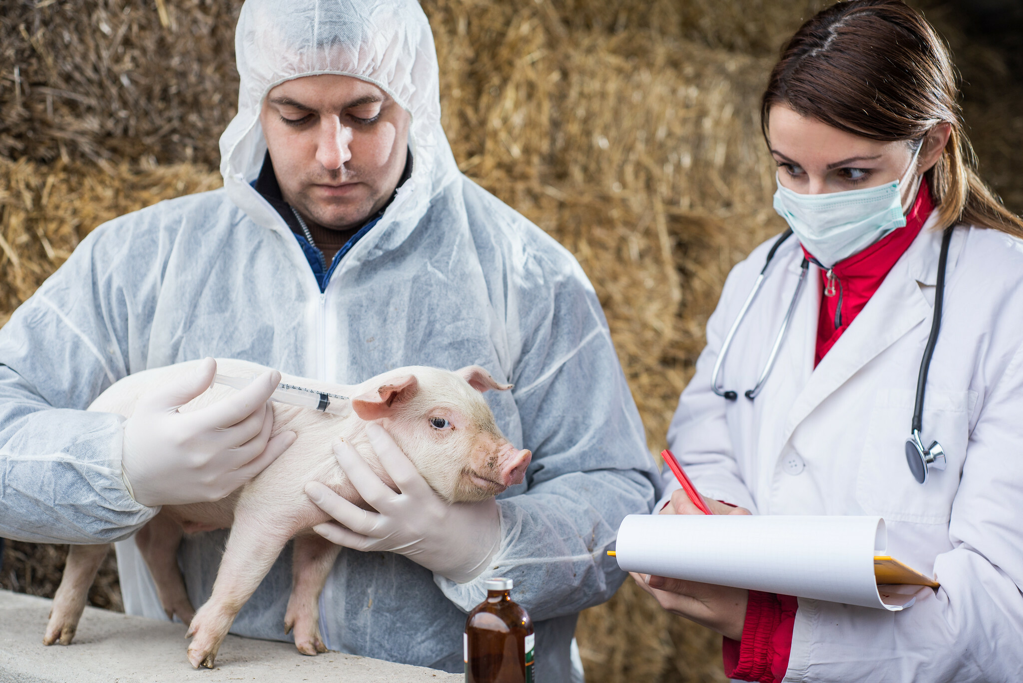 Is the United States able for an African swine fever outbreak? – find out about