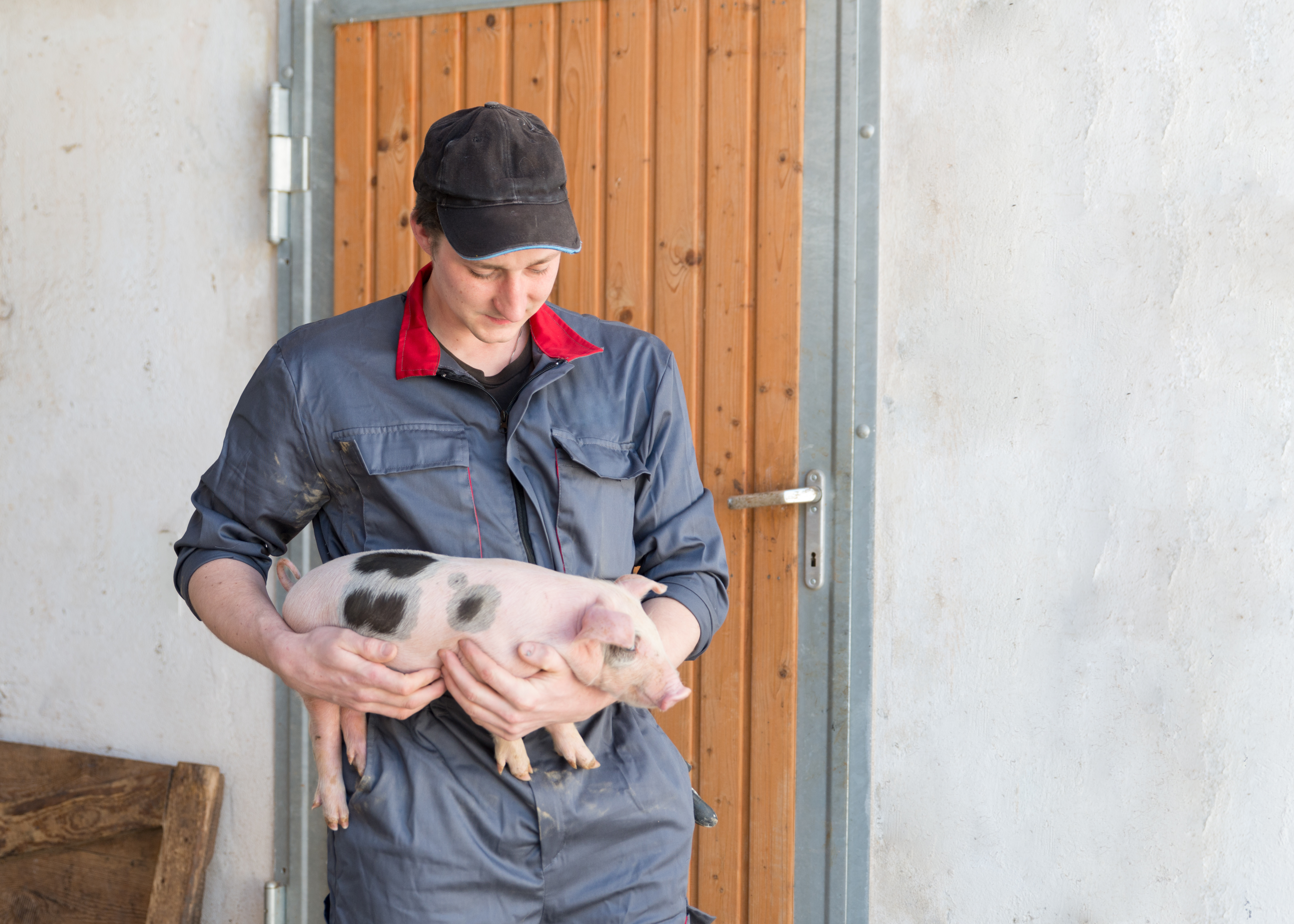 young pig farmer holds a piglet