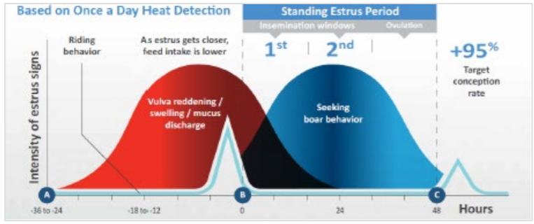 a graph showing the desired window for breeding to achieve a 95 percent target conception rate