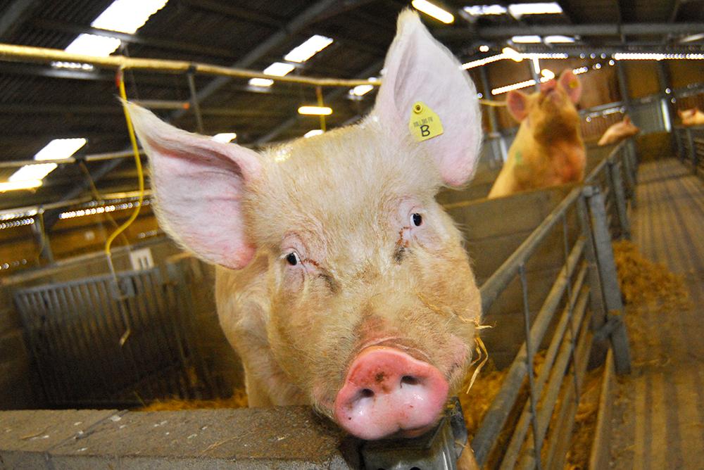 Blood cells made in the lab will be used to develop therapies for serious pig diseases.