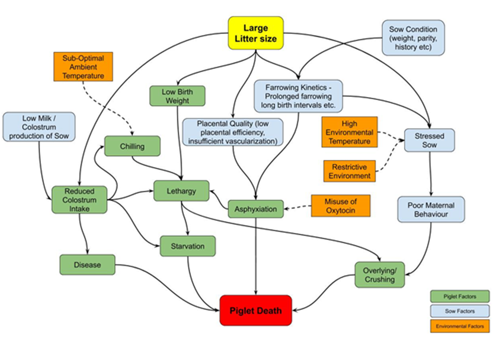 Figure 1: Predisposing factors of piglet preweaning mortality