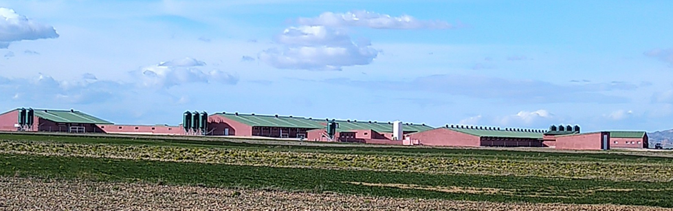 Los Lindes Farm - Bopepor Group in Gallur, Aragón – new 2500 sow farm. Genesus Duroc bred to Genesus maternal