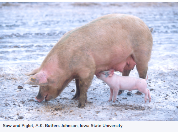 Copy in Swine – Working out the estrous cycle for herd control
