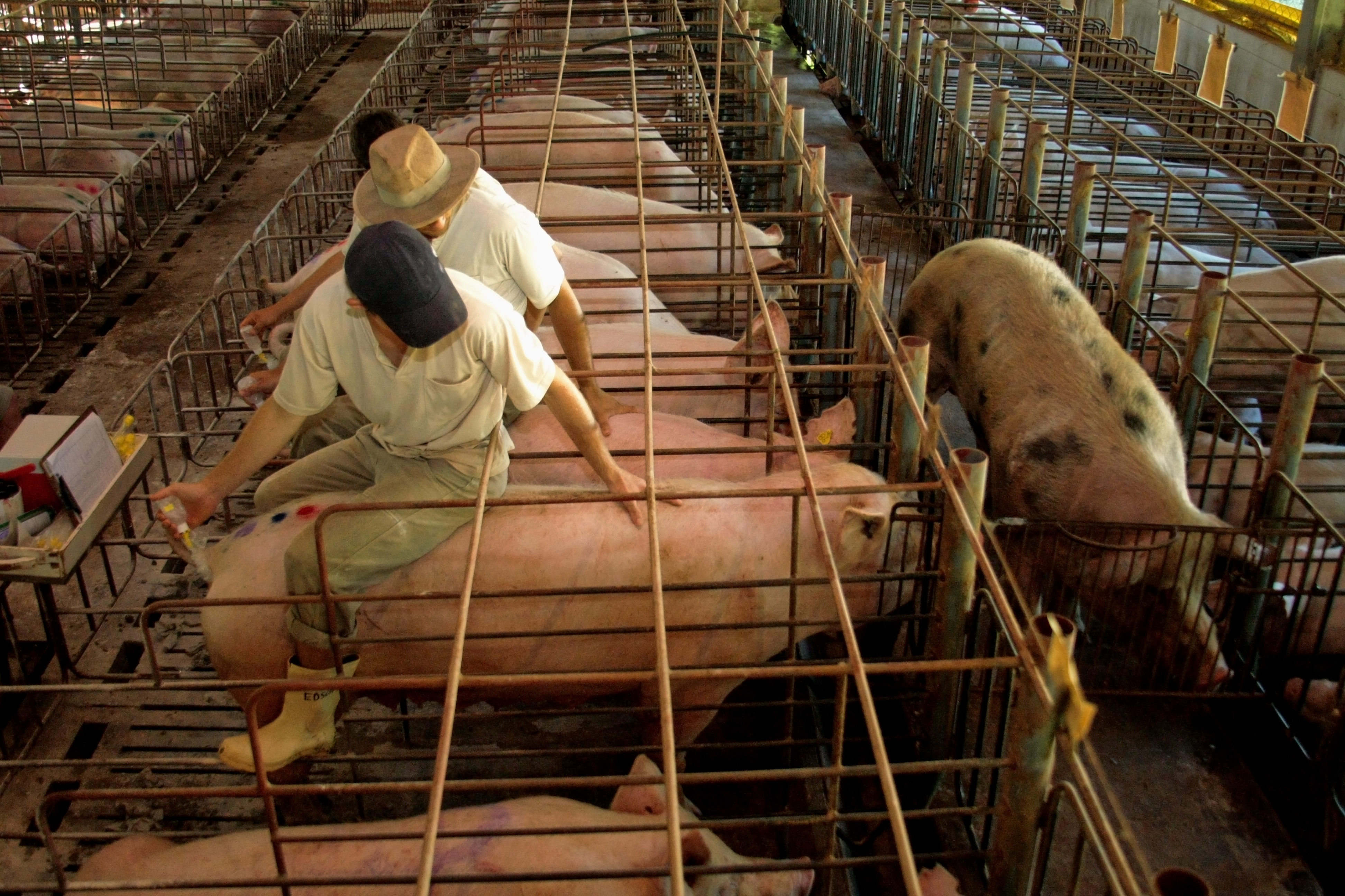 Farm technicians artificially inseminating a pig