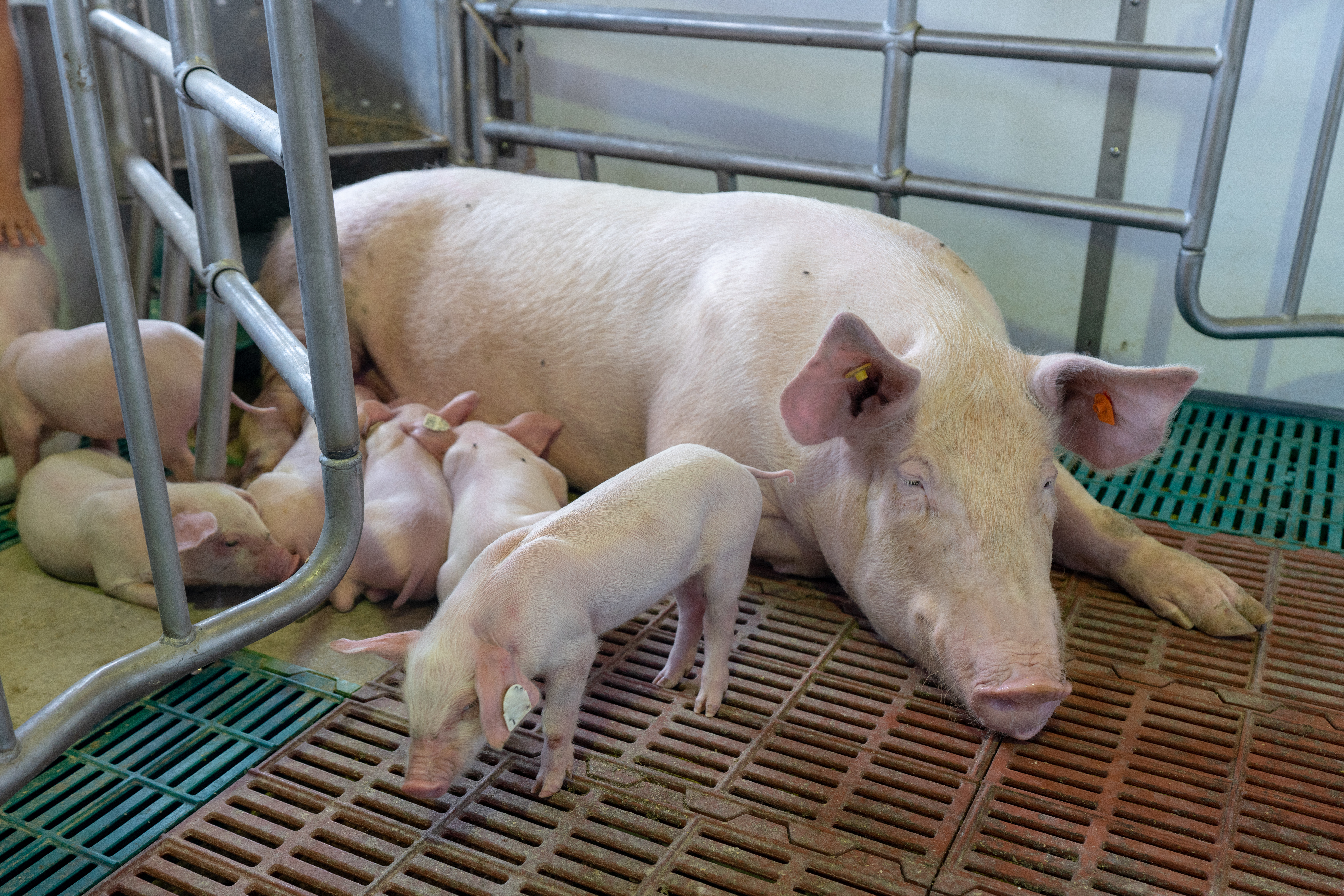 sow and piglets in a free farrowing pen