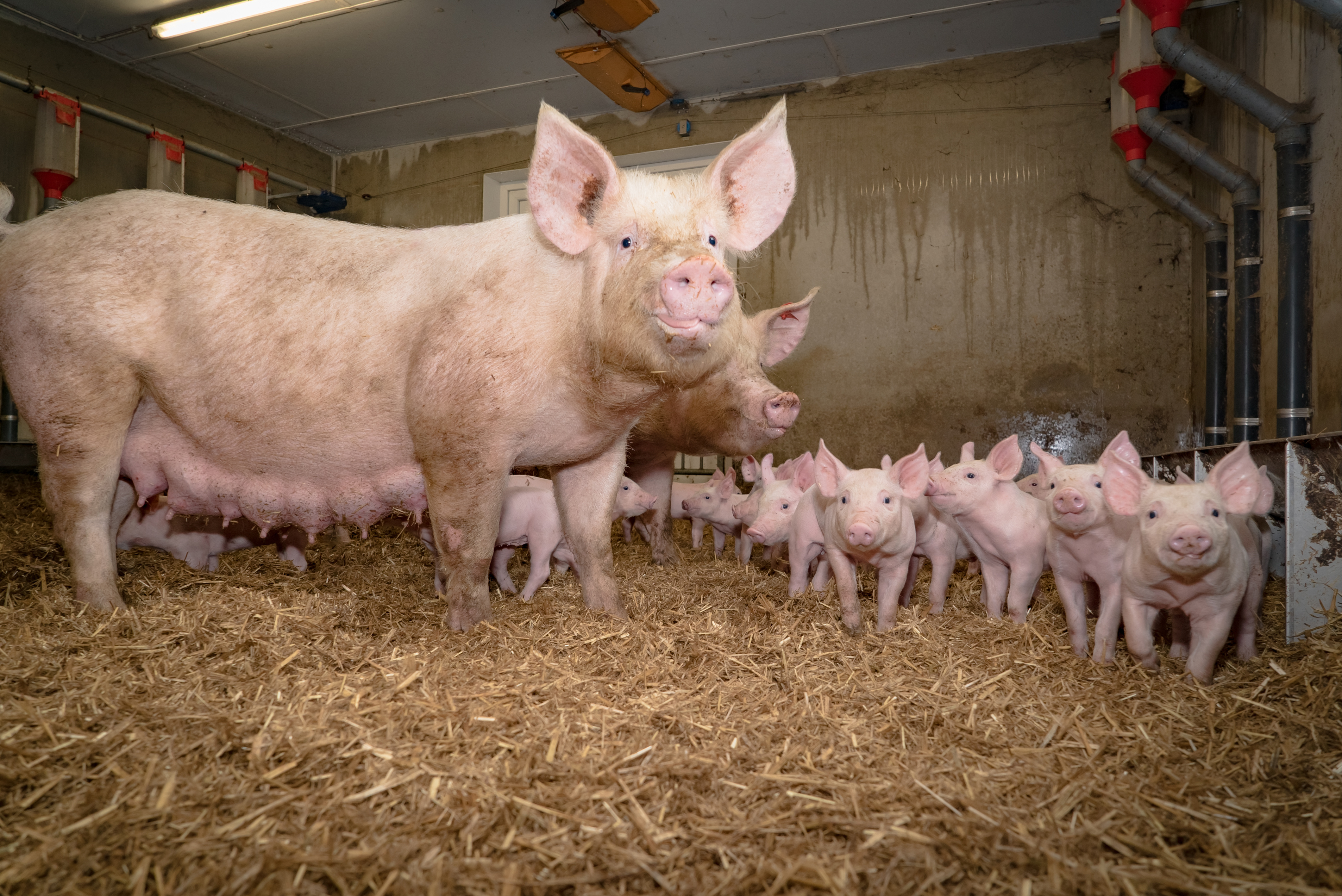 Group lactation supports the expression of some highly motivated behaviours, such as maternal interactions in sows and exploratory behaviour in piglets, with a reduction in harmful manipulative behaviour in piglets.