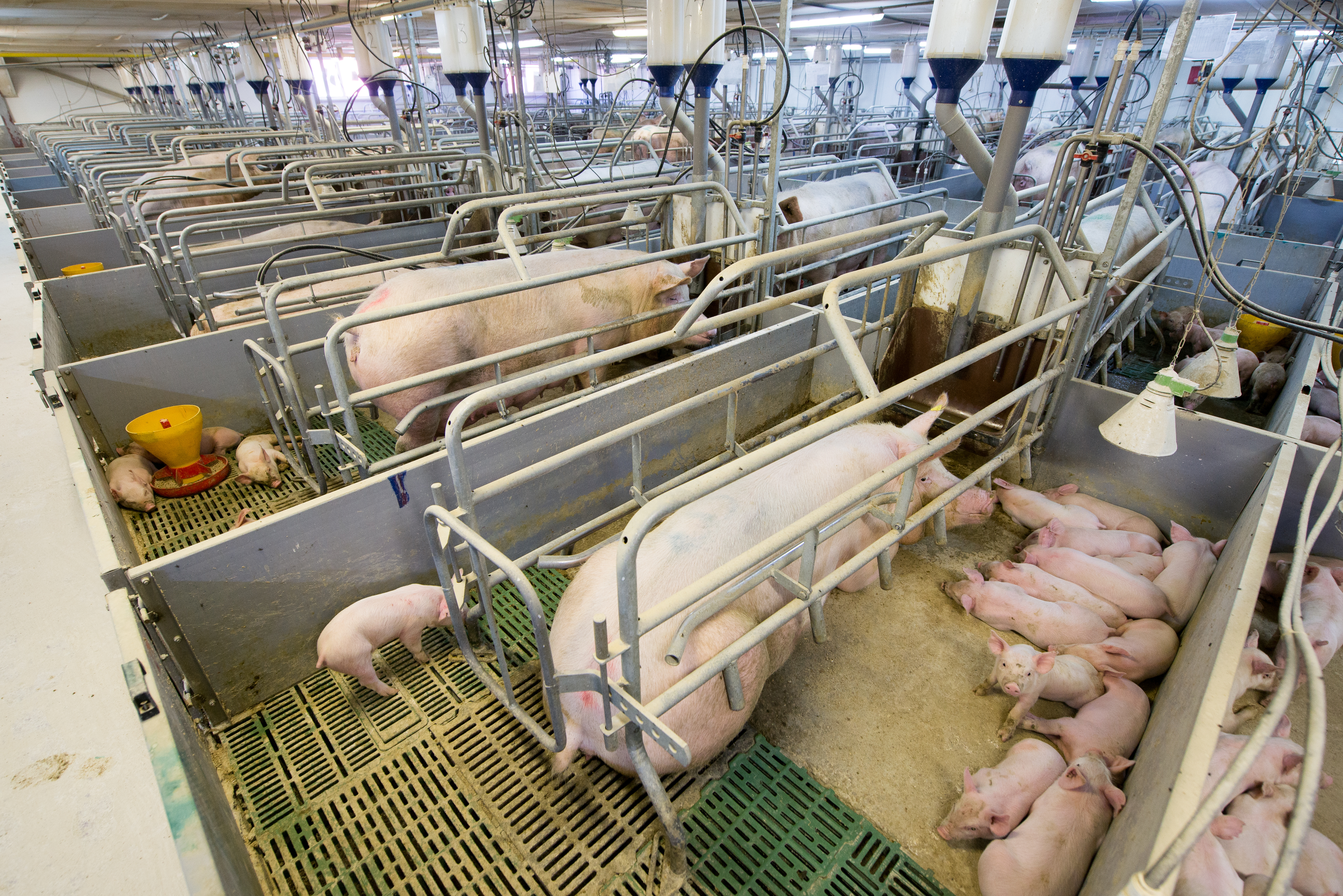 sow in a farrowing crate with her piglets