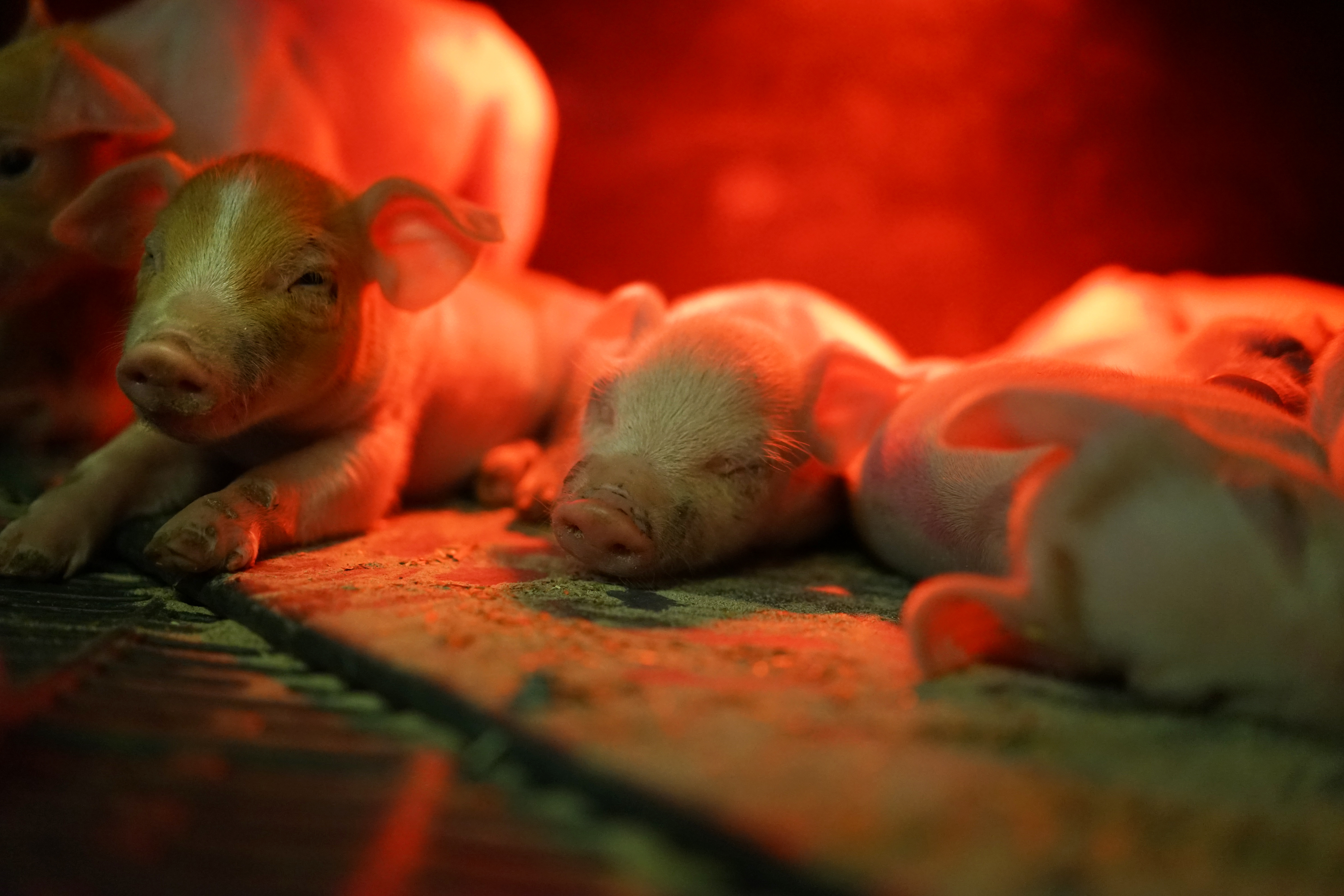 young piglets lie under a heat lamp in the farrowing pen