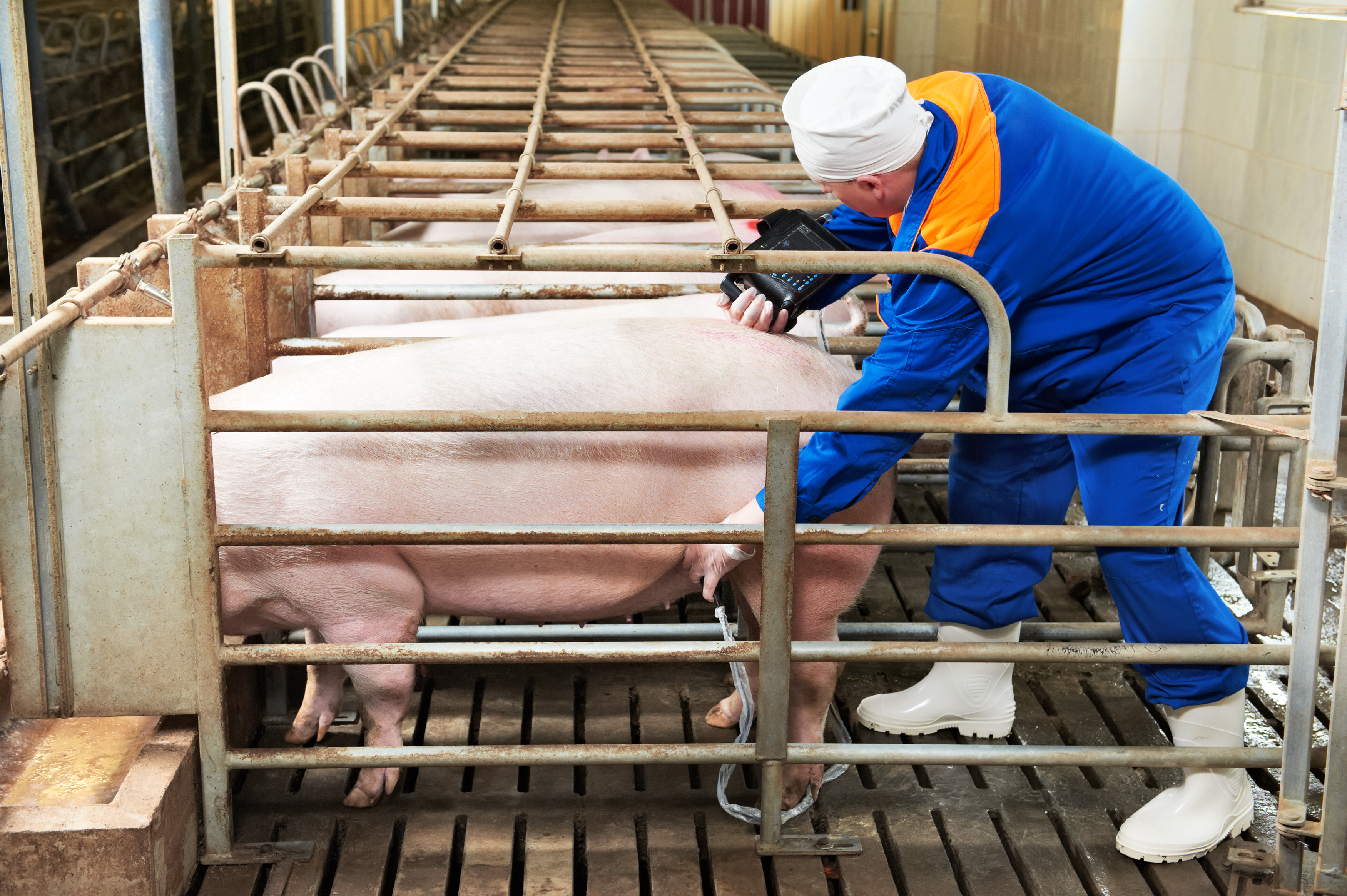 worker performing an ultrasound on a sow