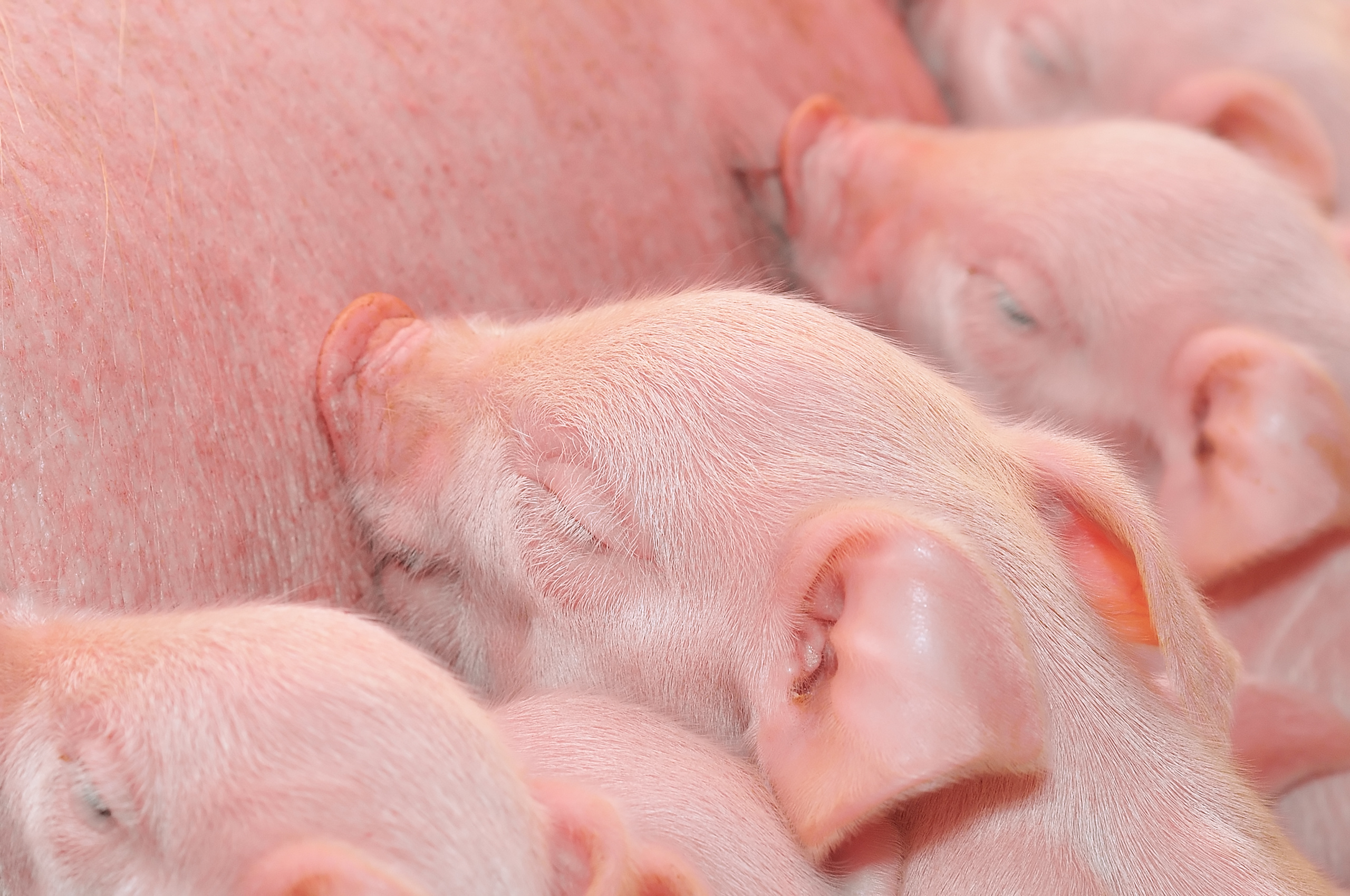 newborn piglets suckling