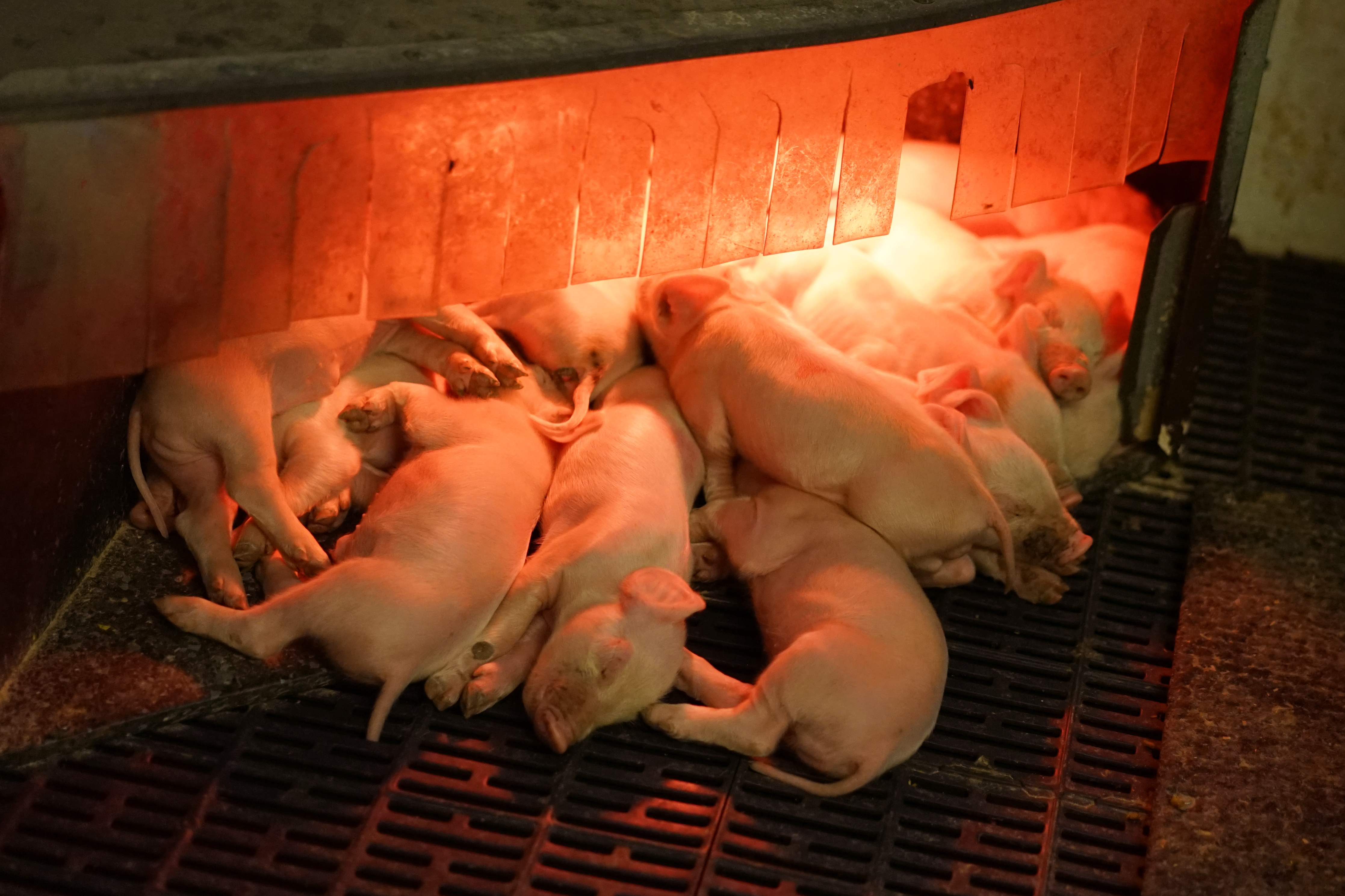 piglets huddled together sleeping under a heat lamp