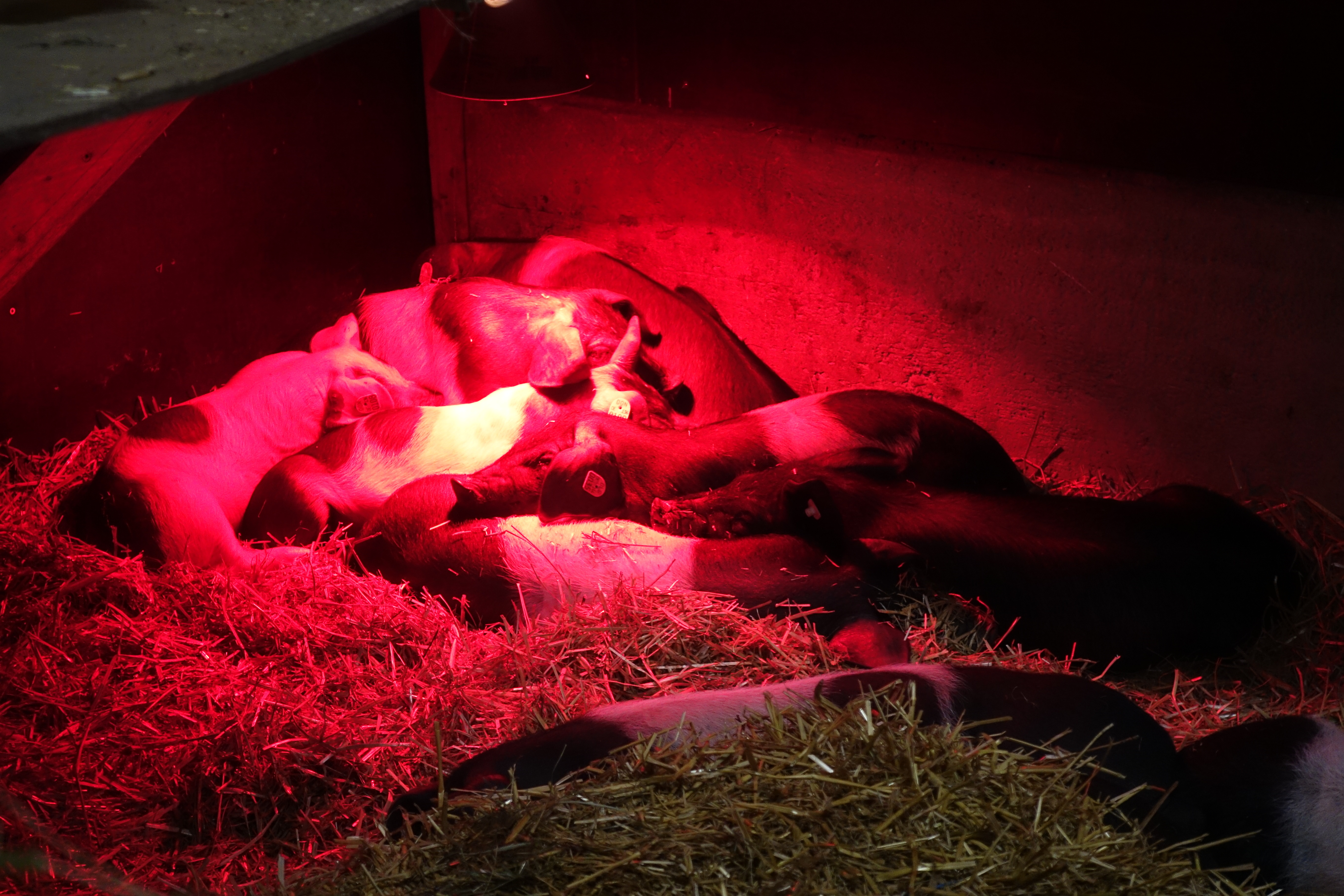 piglets huddled under a heat lamp