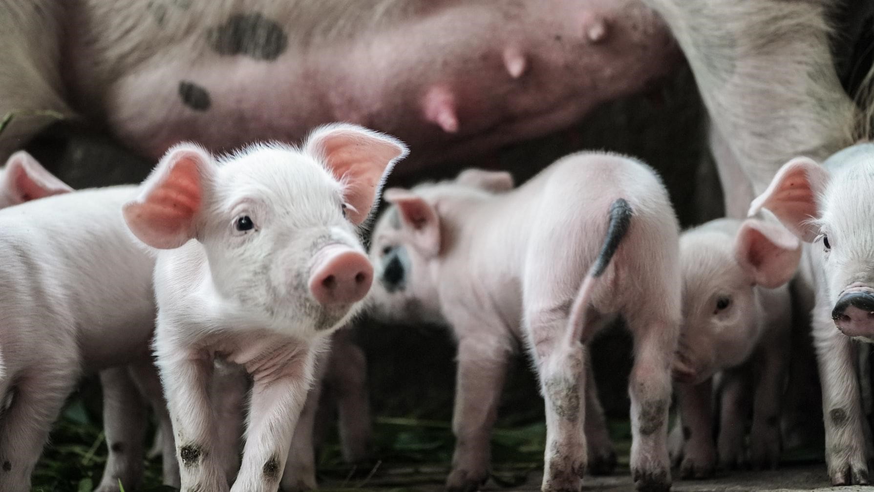 piglets gather around the feet of a sow