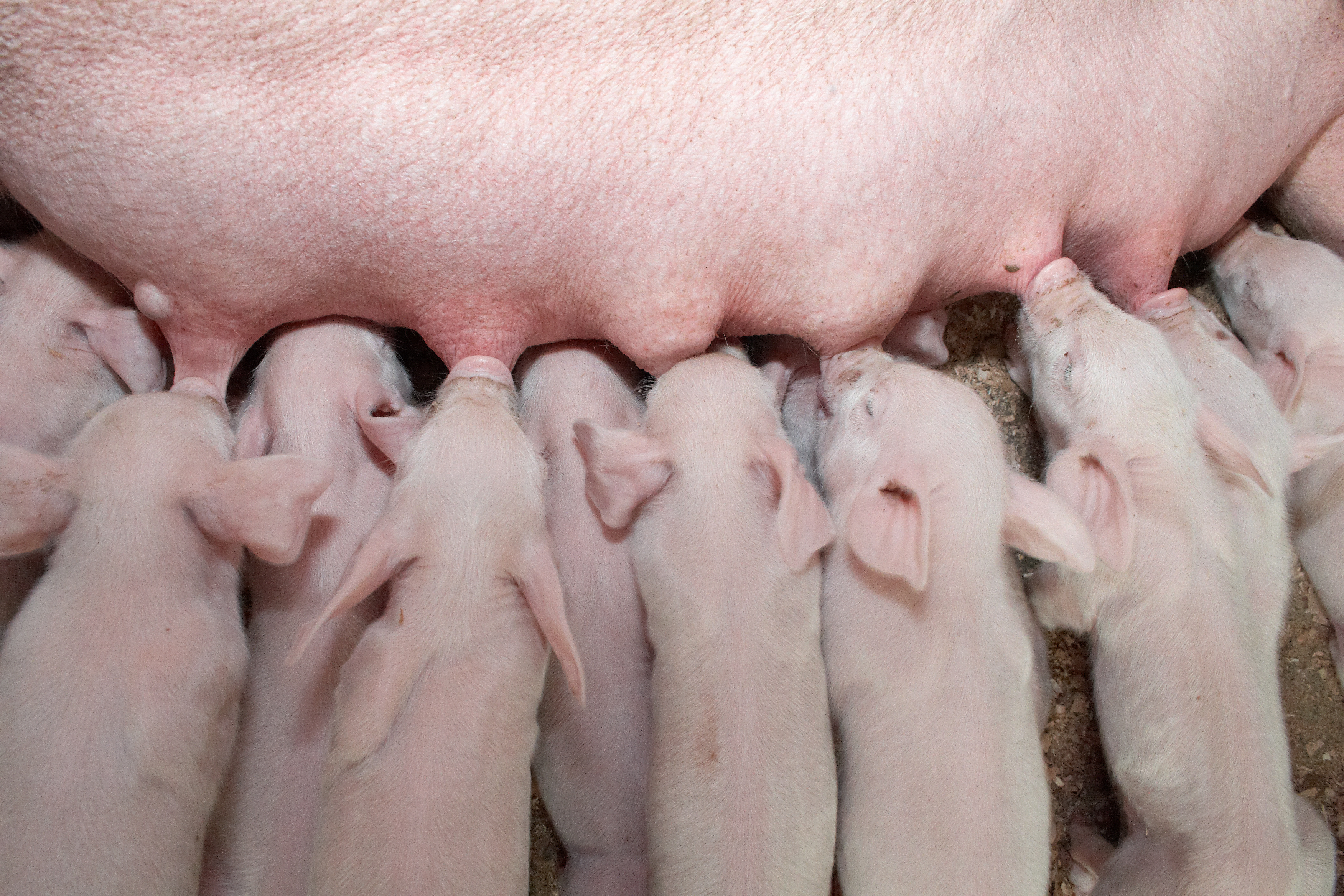 piglets suckling from sow