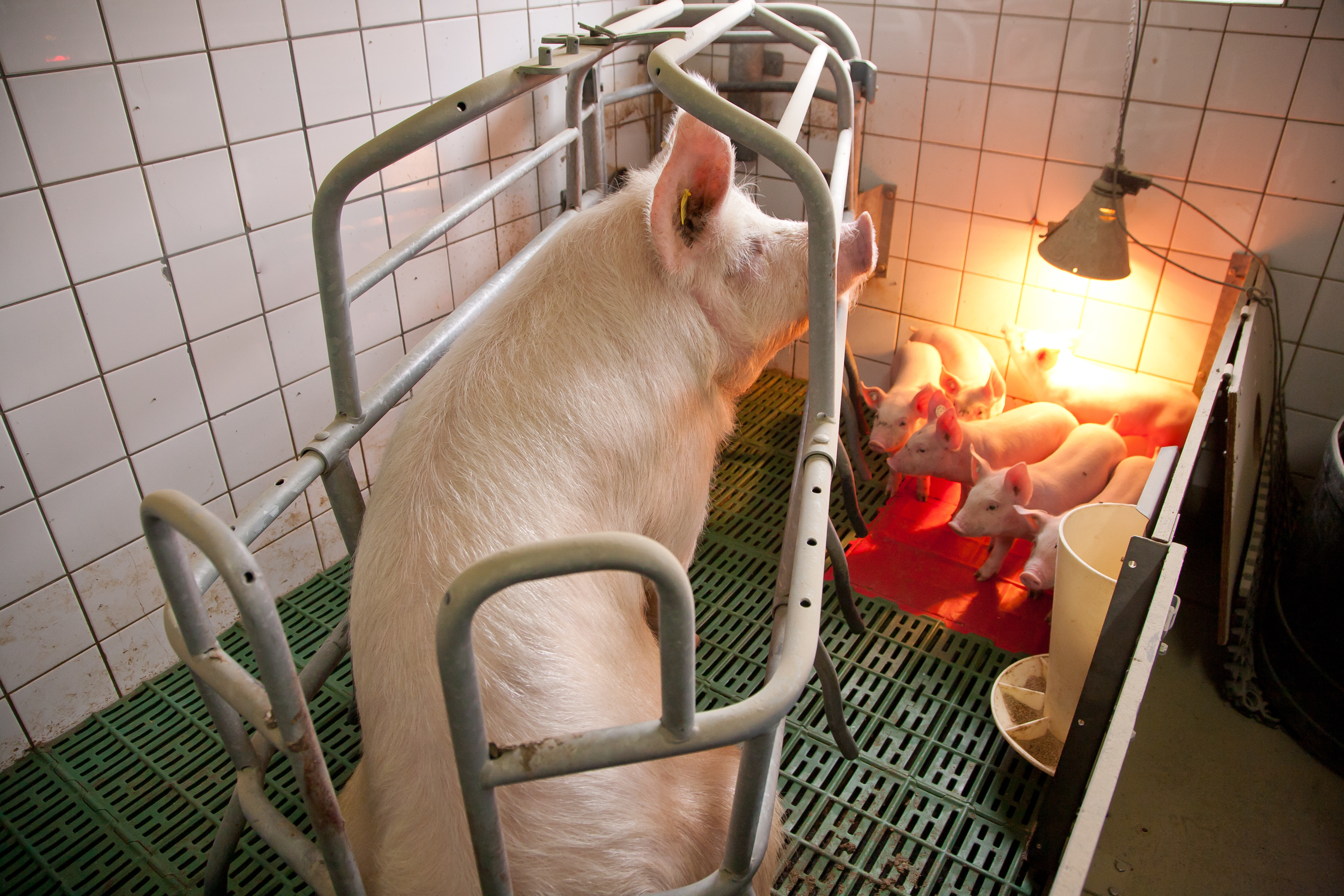 sow sitting in farrowing crate with piglets playing around her