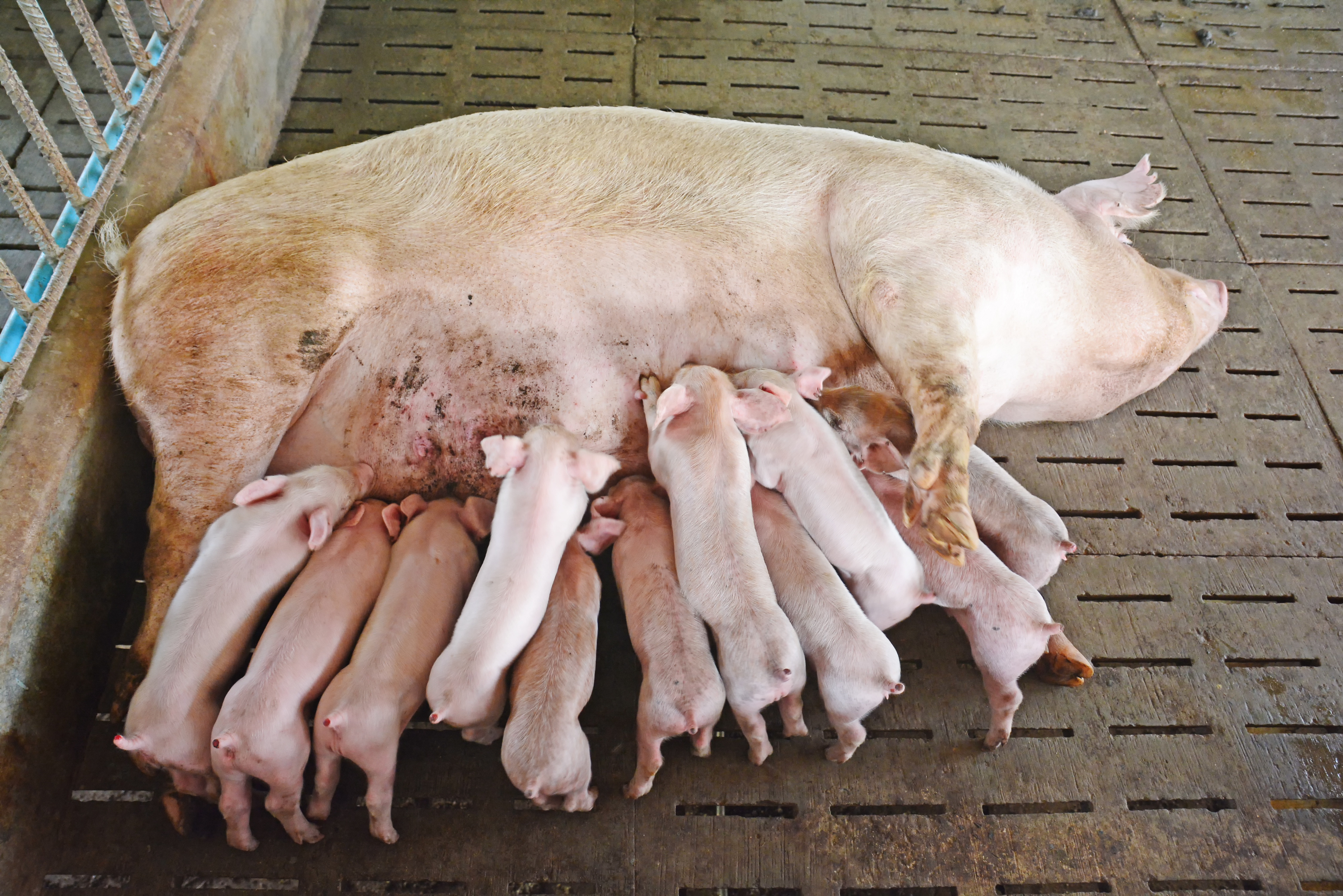 Keeping both sows and piglets in temperature-controlled, shady conditions is critical during farrowing and weaning as both mother and offspring can overheat quickly