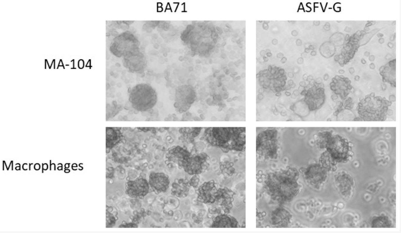 MA-104 cells were infected with the indicated virus in the presence of red blood cells. Hemadsorption was observed 24 h after infection.