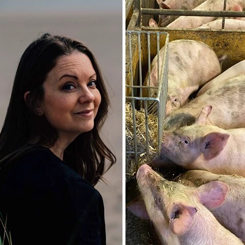 Ginger scent in the pigsty: Scientists investigate pigs' scent memories