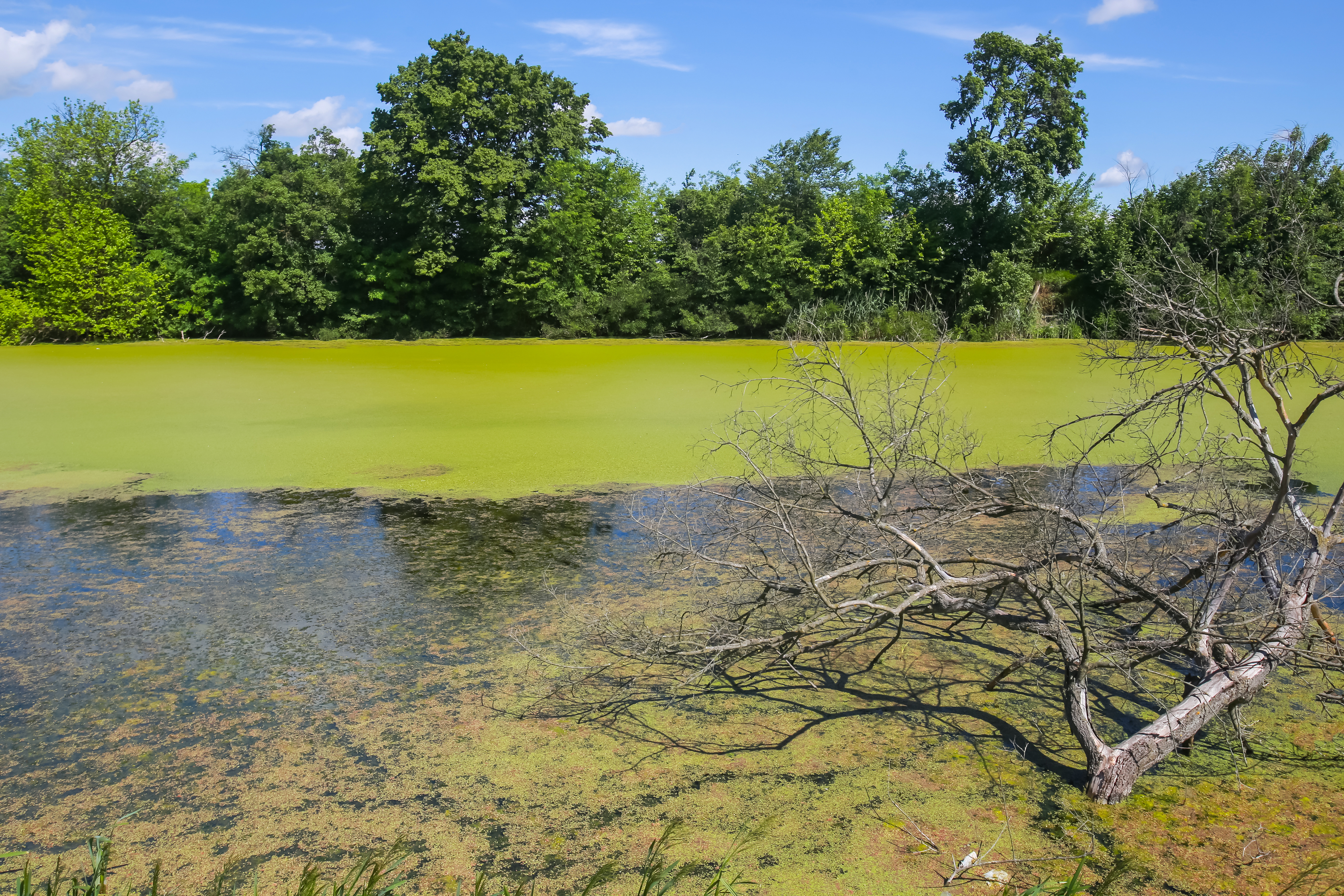 Algal blooms and eutrophication caused by drainage of phosphorous and nitrogen contaminated water from farms