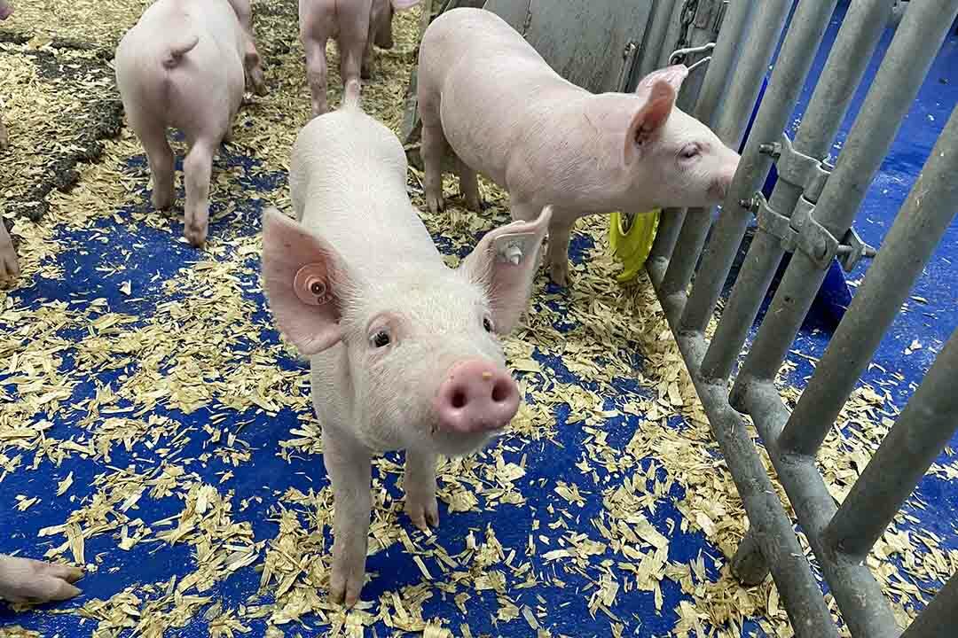 College of Saskatchewan awarded .2 million for cutting edge poultry, pig analysis tasks