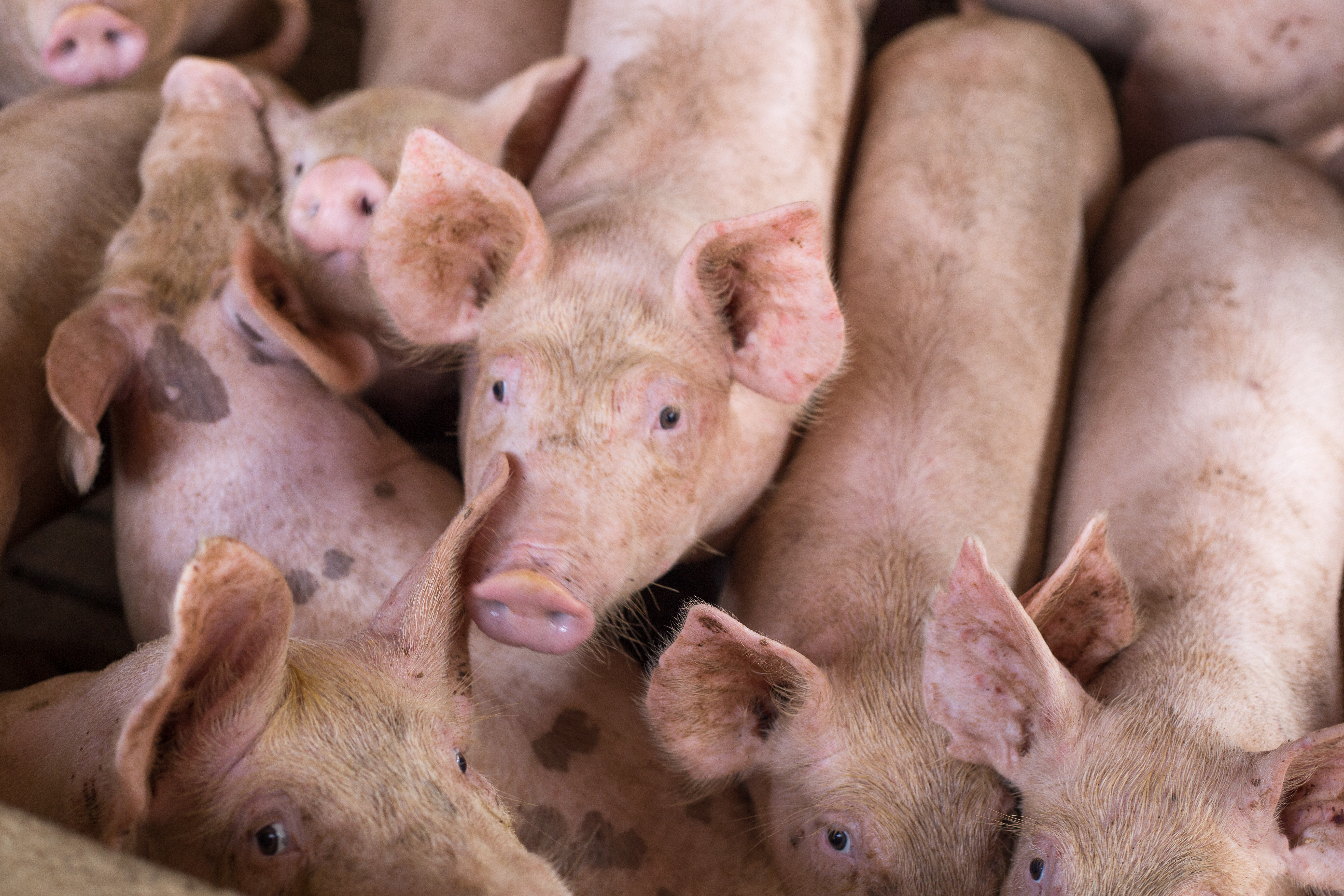 Pigs crowding near a fence