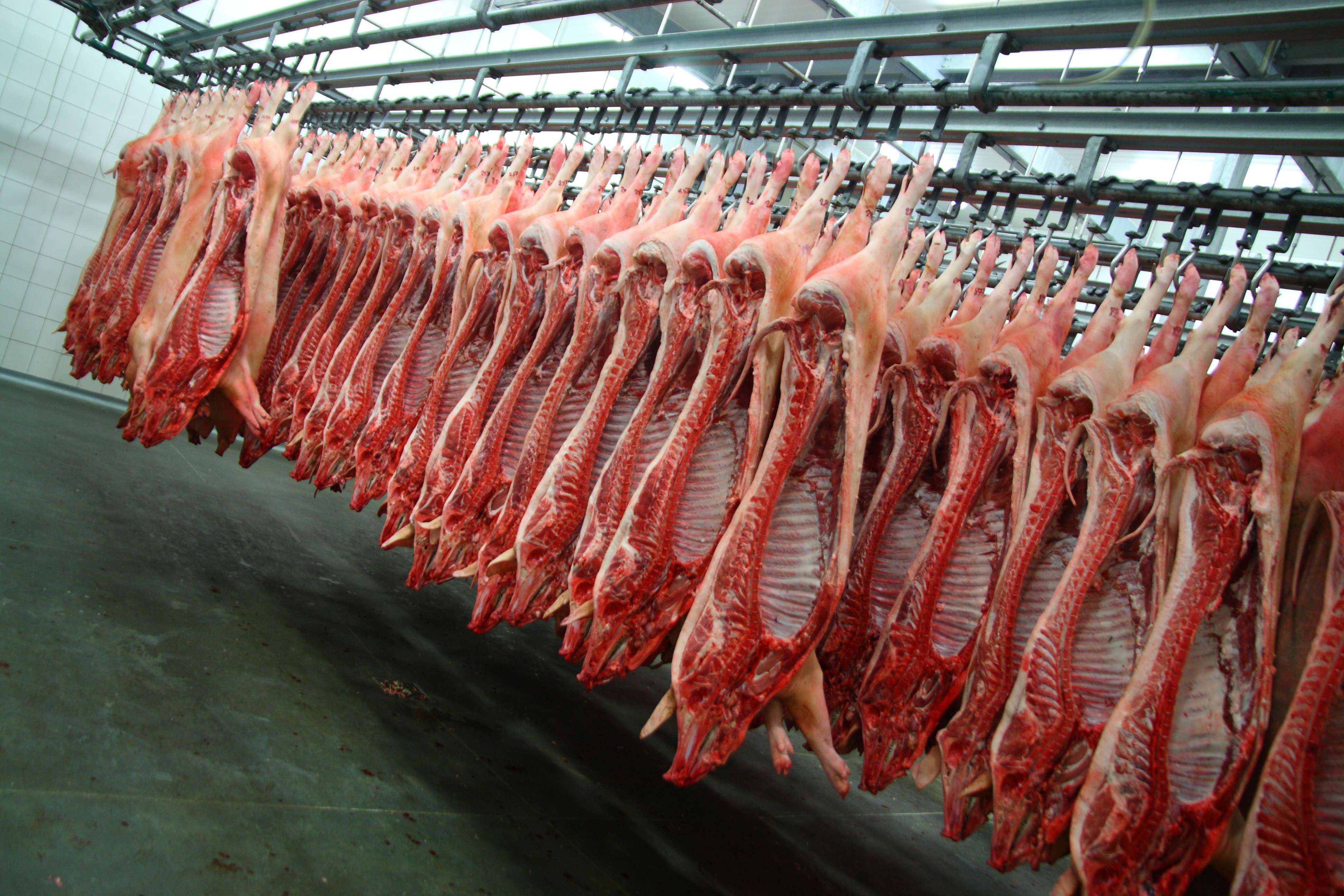 pig carcasses hanging in a refrigerator