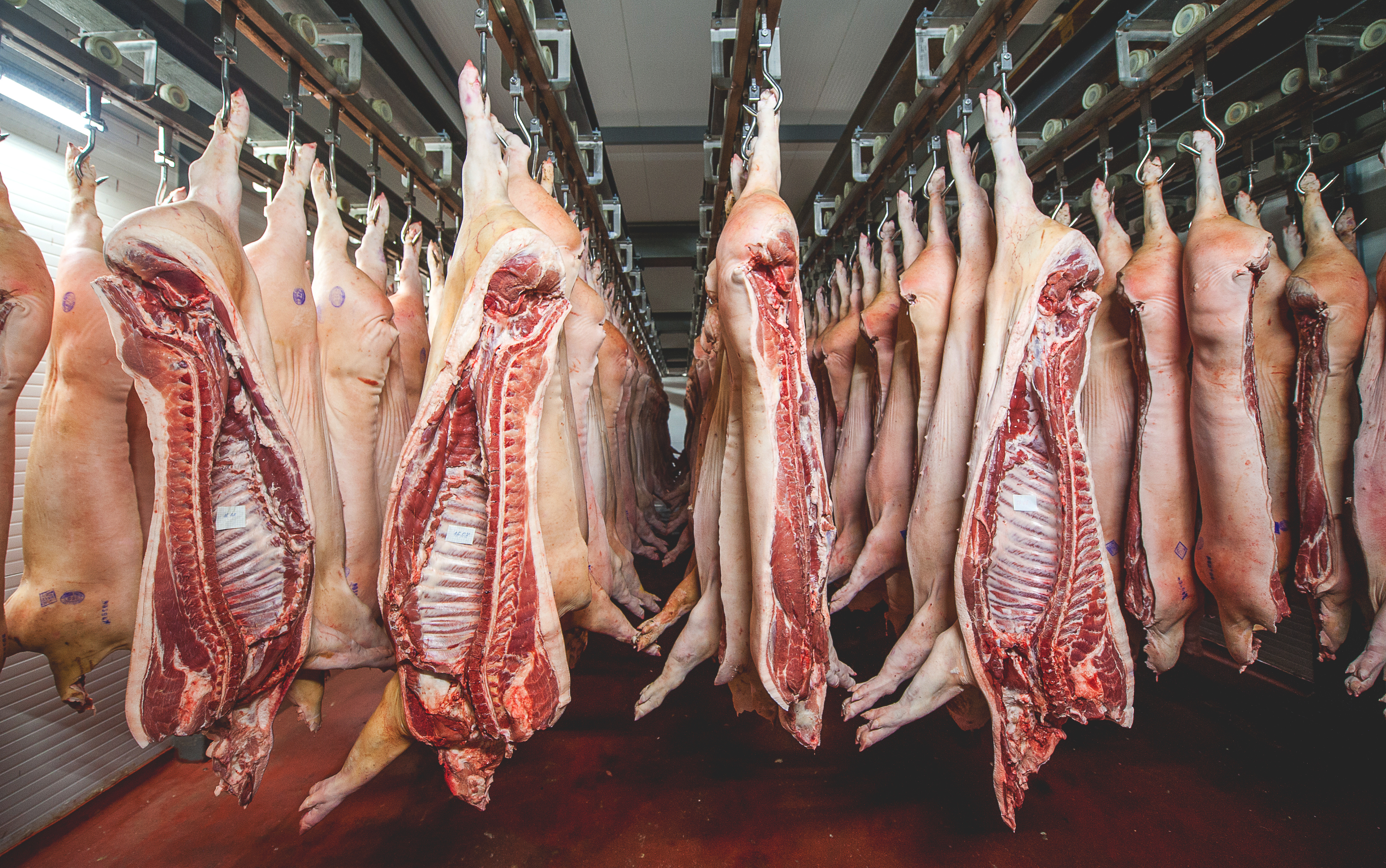 sides of pork hanging in a refrigerator