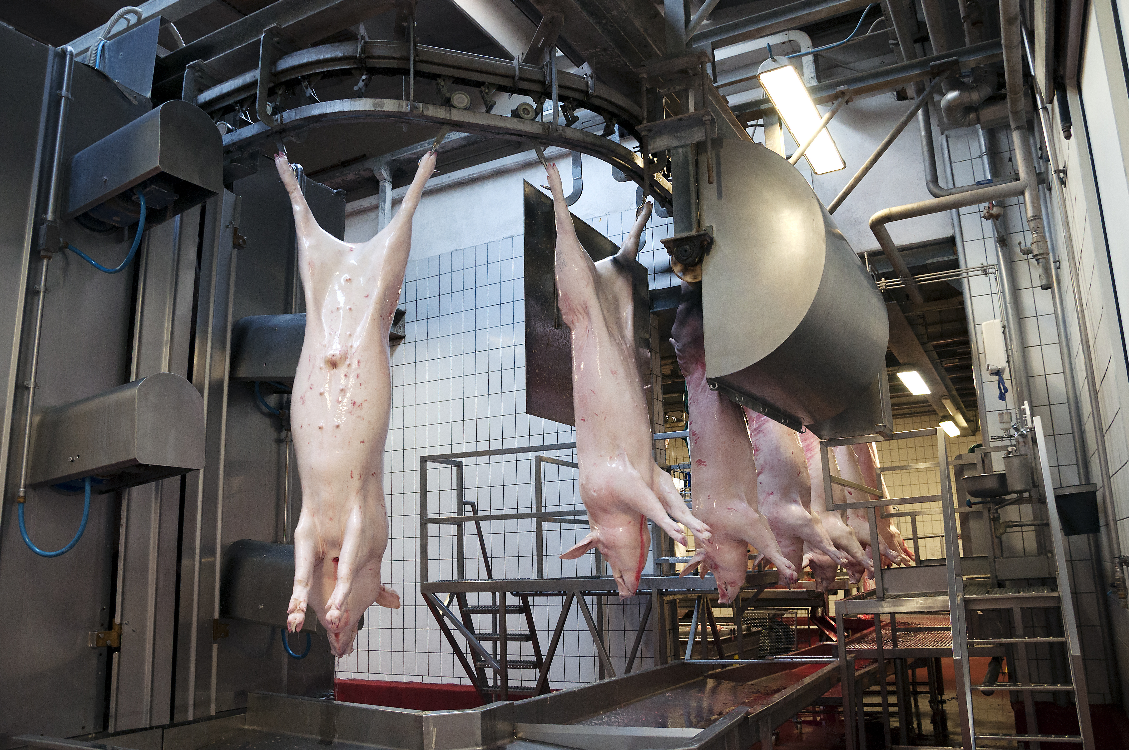 pigs hang in shackles post exsanguination in a meat processing plant