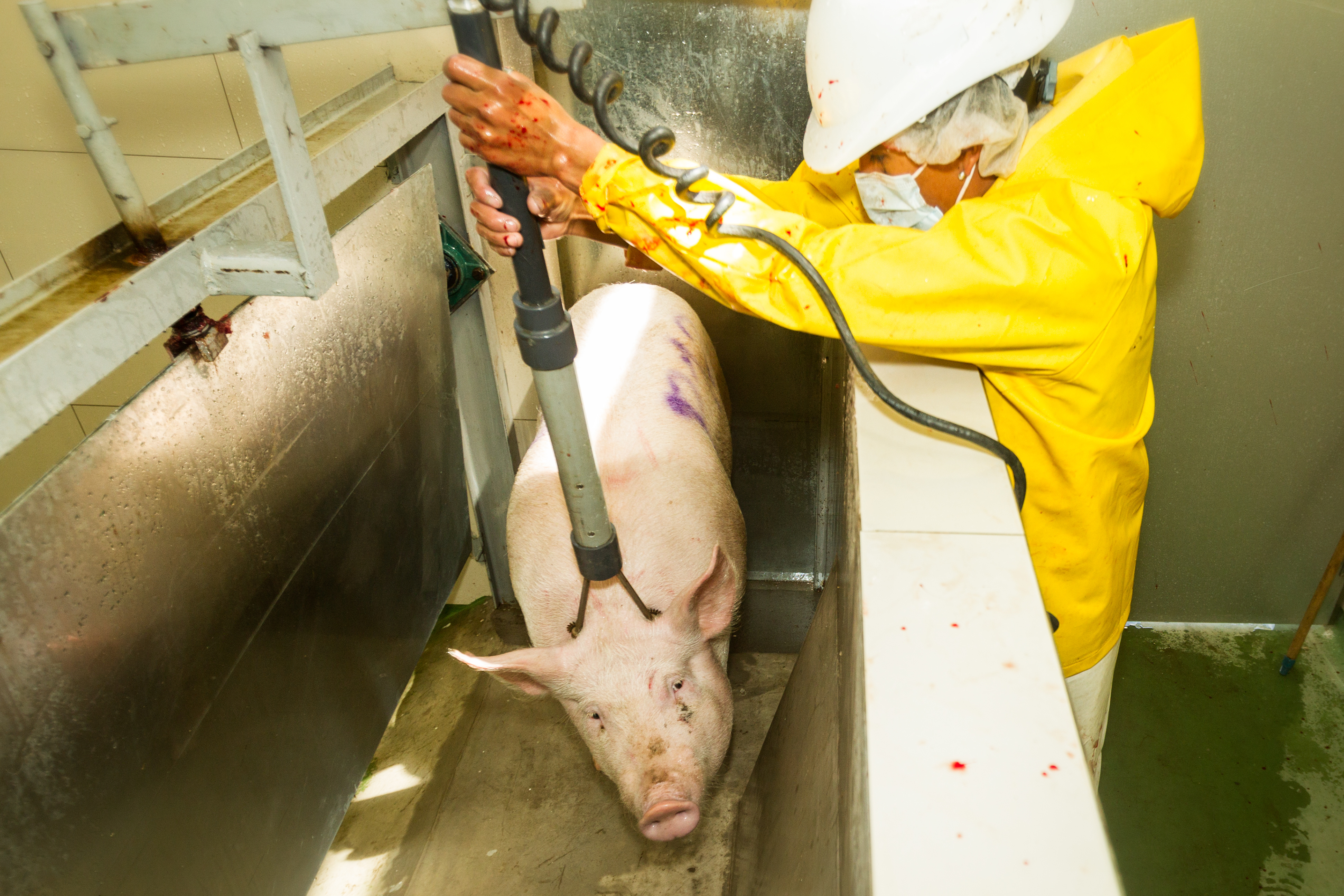 Stunning at slaughter: is your hard work going to waste? | The Pig Site