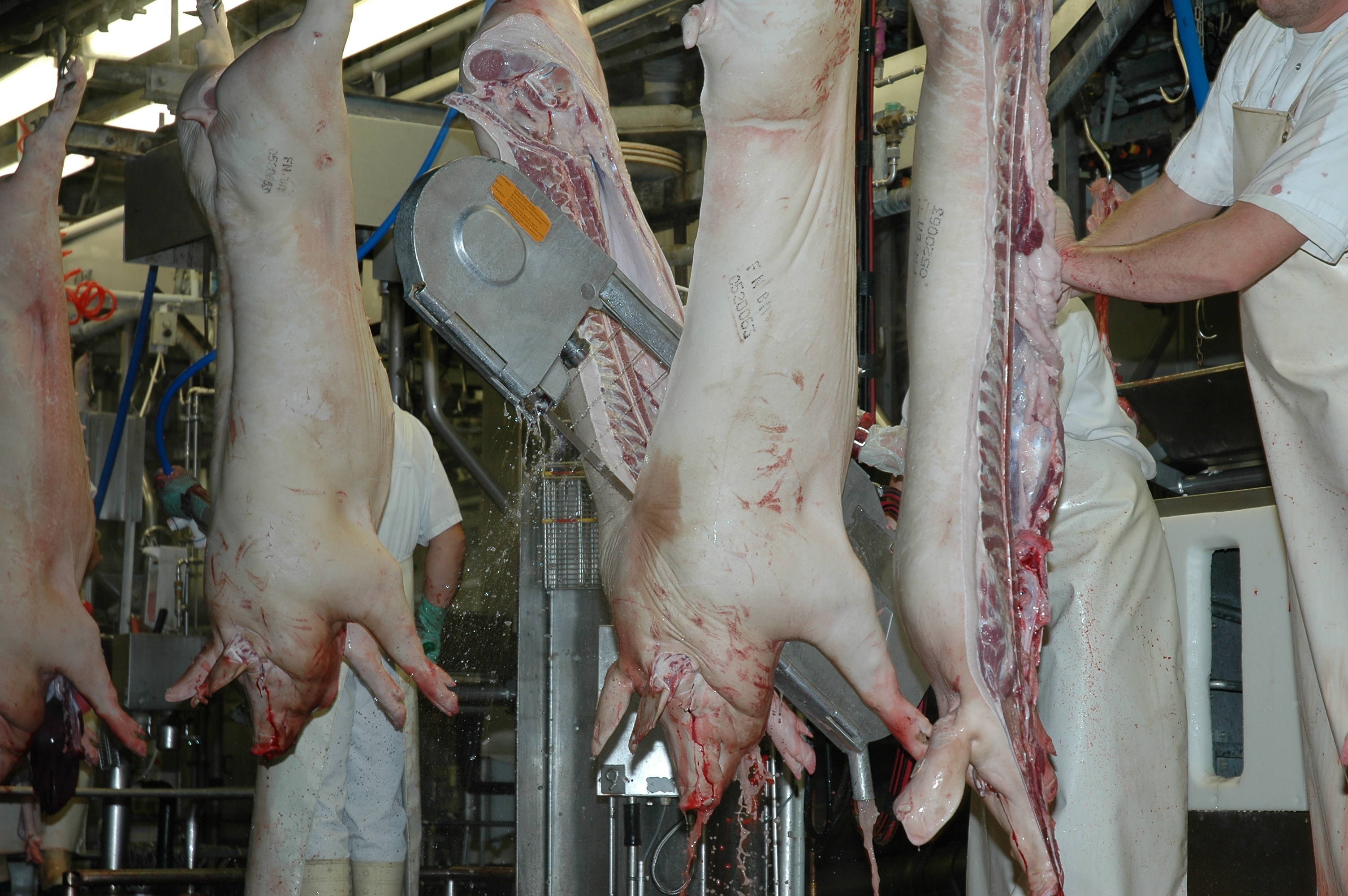 pig processing line where employees are butchering pig carcasses