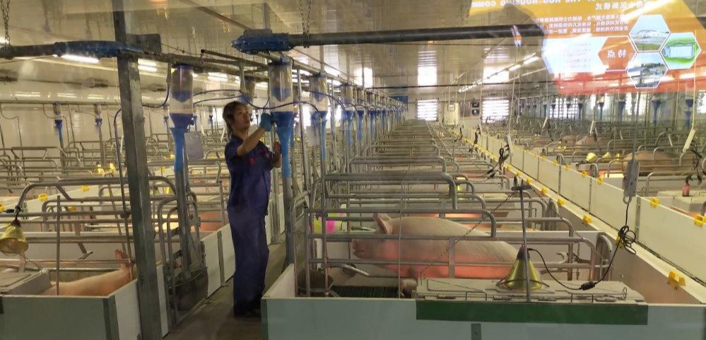 Maple Leaf Pasture Sow Farm - farrowing rooms