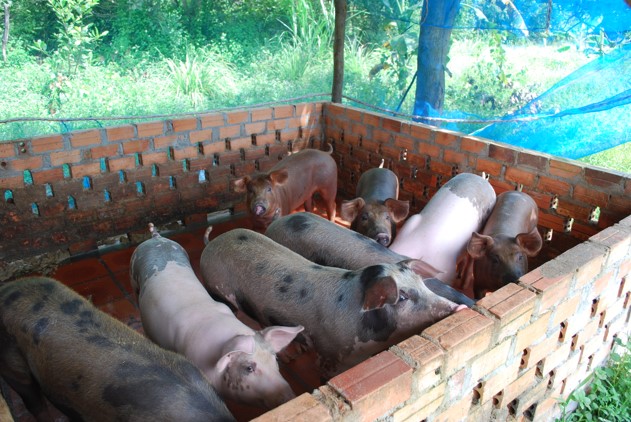 African Swine Fever detection kit presented with a box and 5 viles