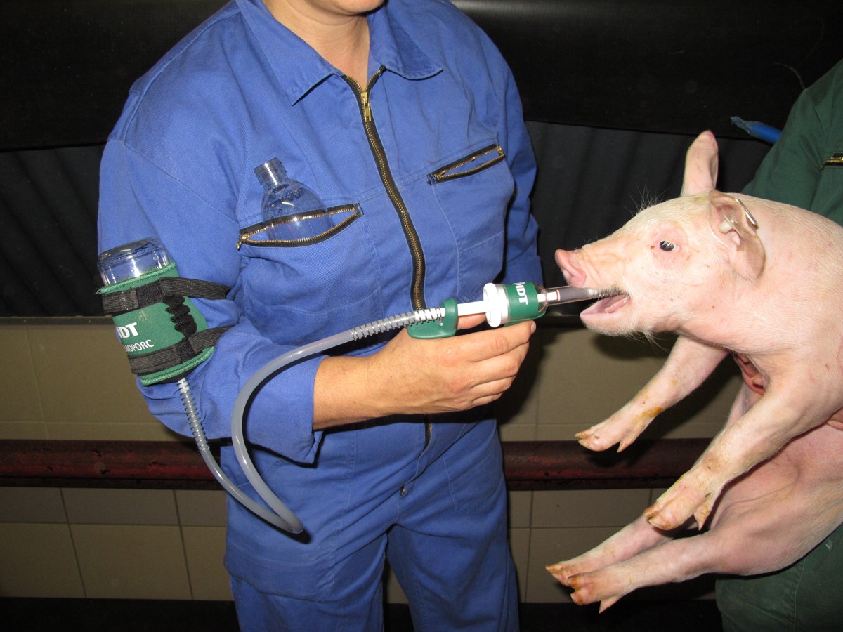 Oral vaccination of a piglet with Salmoporc salmonella vaccine
