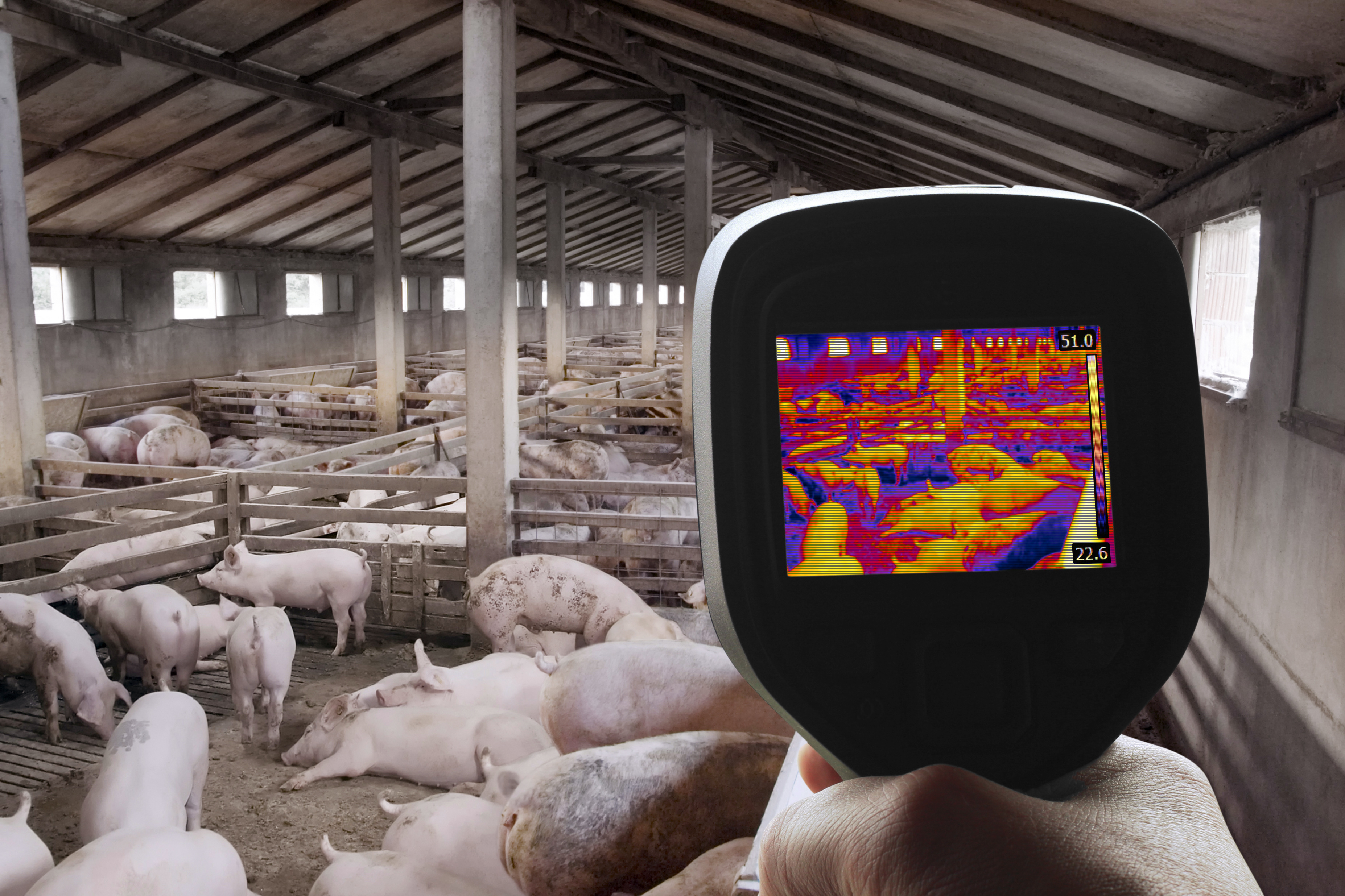 Person holding a thermal imager with a viewfinder in a pig barn