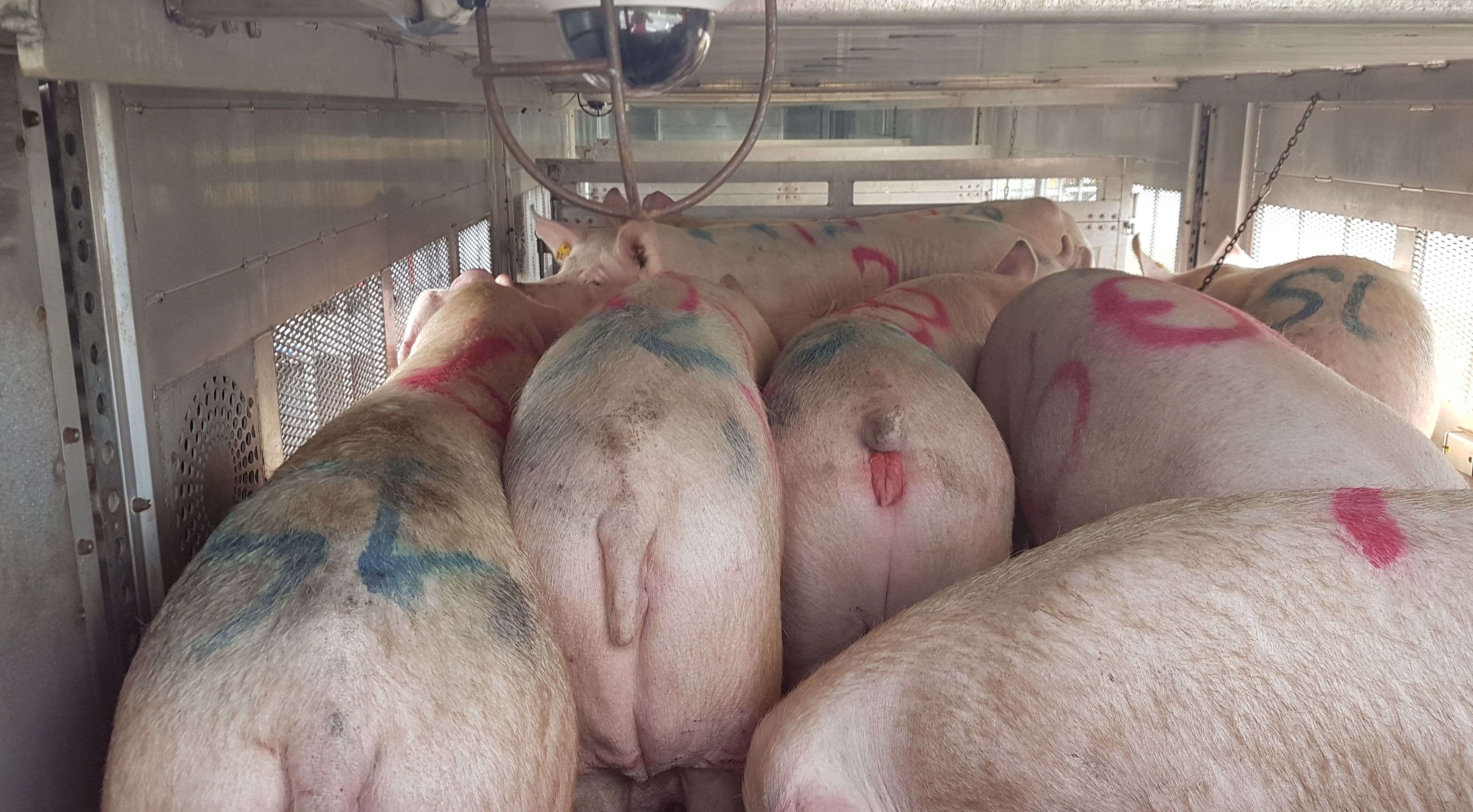 Animal welfare assessment: Sows are extra prone against shipping than maximum different pig classes
